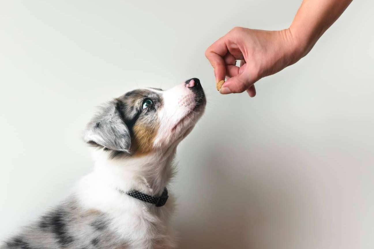 Cursos para ser adiestrador canino con Adican en Madrid
