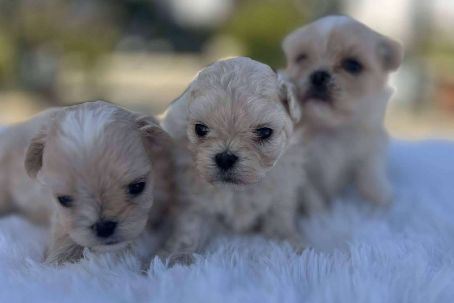 Perros caniches toy criados en Los Luceros de Vandalia