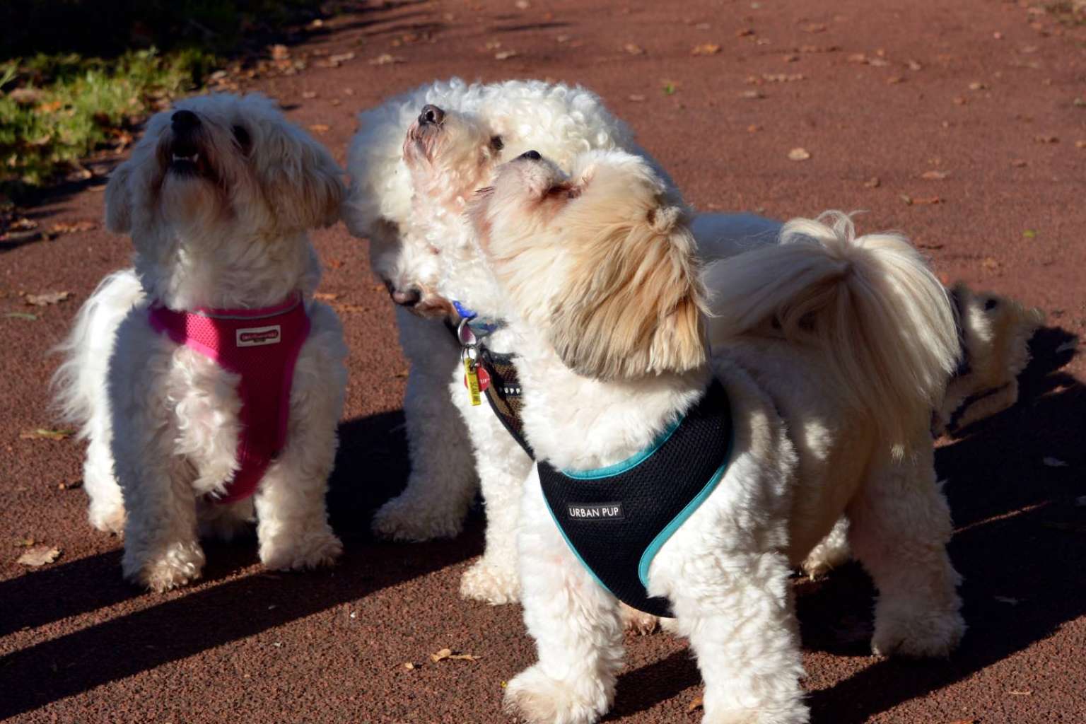 Maltés Lovers, el proyecto especializado en encontrar criadores caninos fiables de perros de raza pequeña