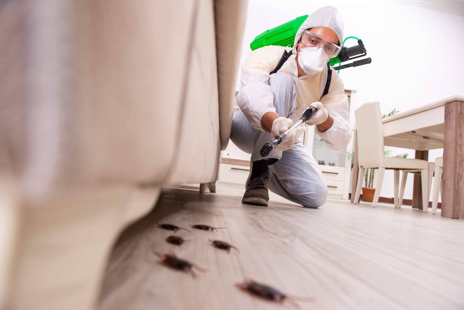 Cómo una empresa de control de plagas puede garantizar combatir infestaciones