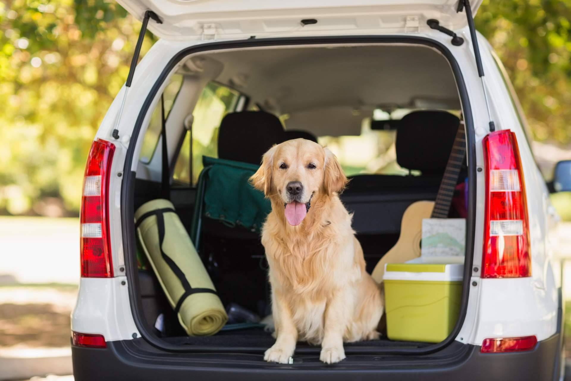 Cosas a tener en cuenta al viajar con un perro