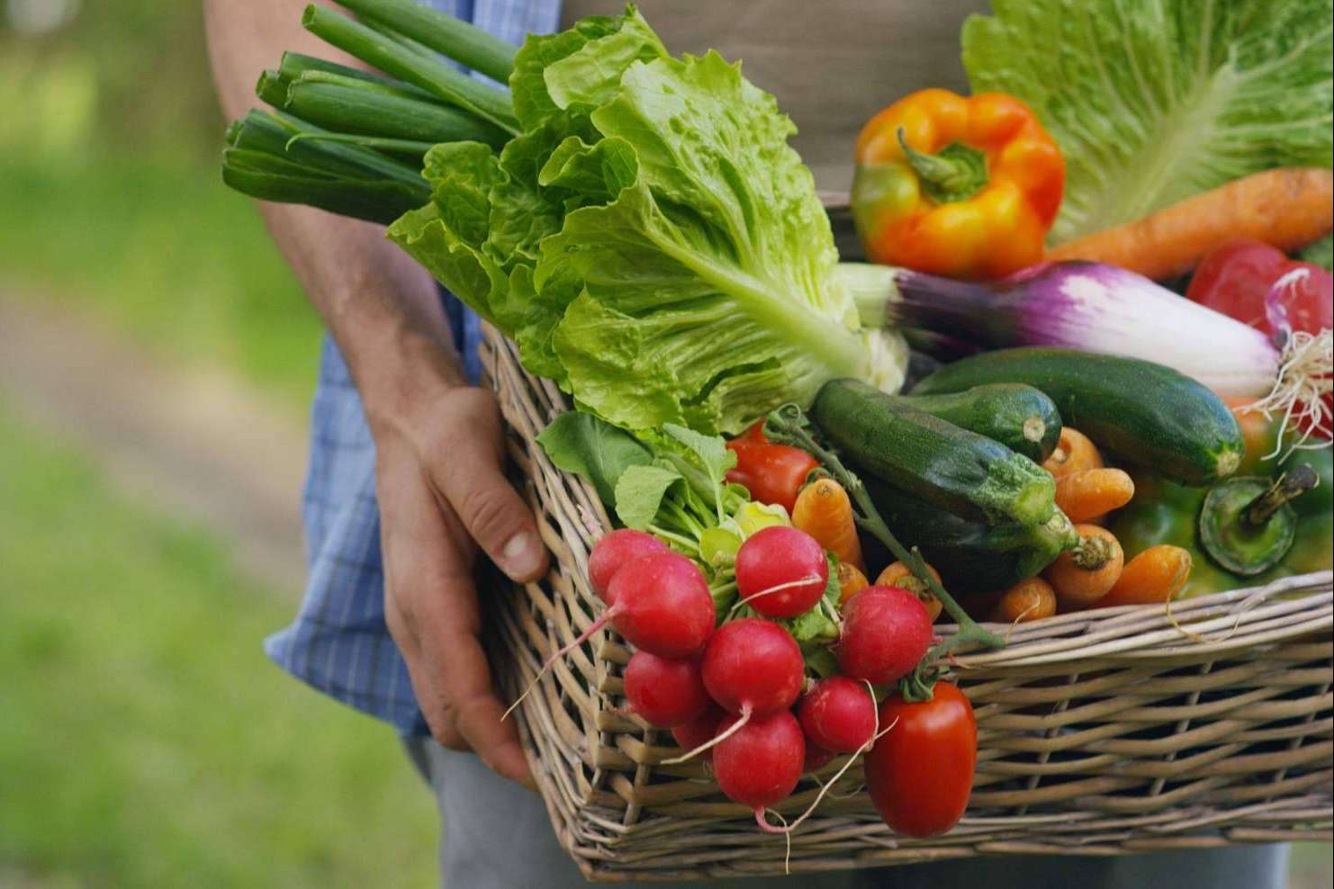 La plataforma mentta sobre la disminución del consumo de alimentos ecológicos