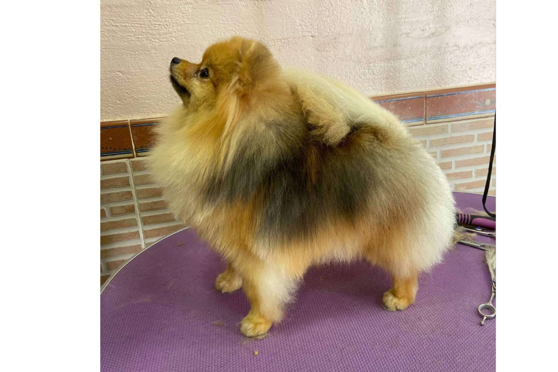 Los Luceros de Vandalia es una empresa compuesta por criadores responsables y ambientes saludables para los pomeranias