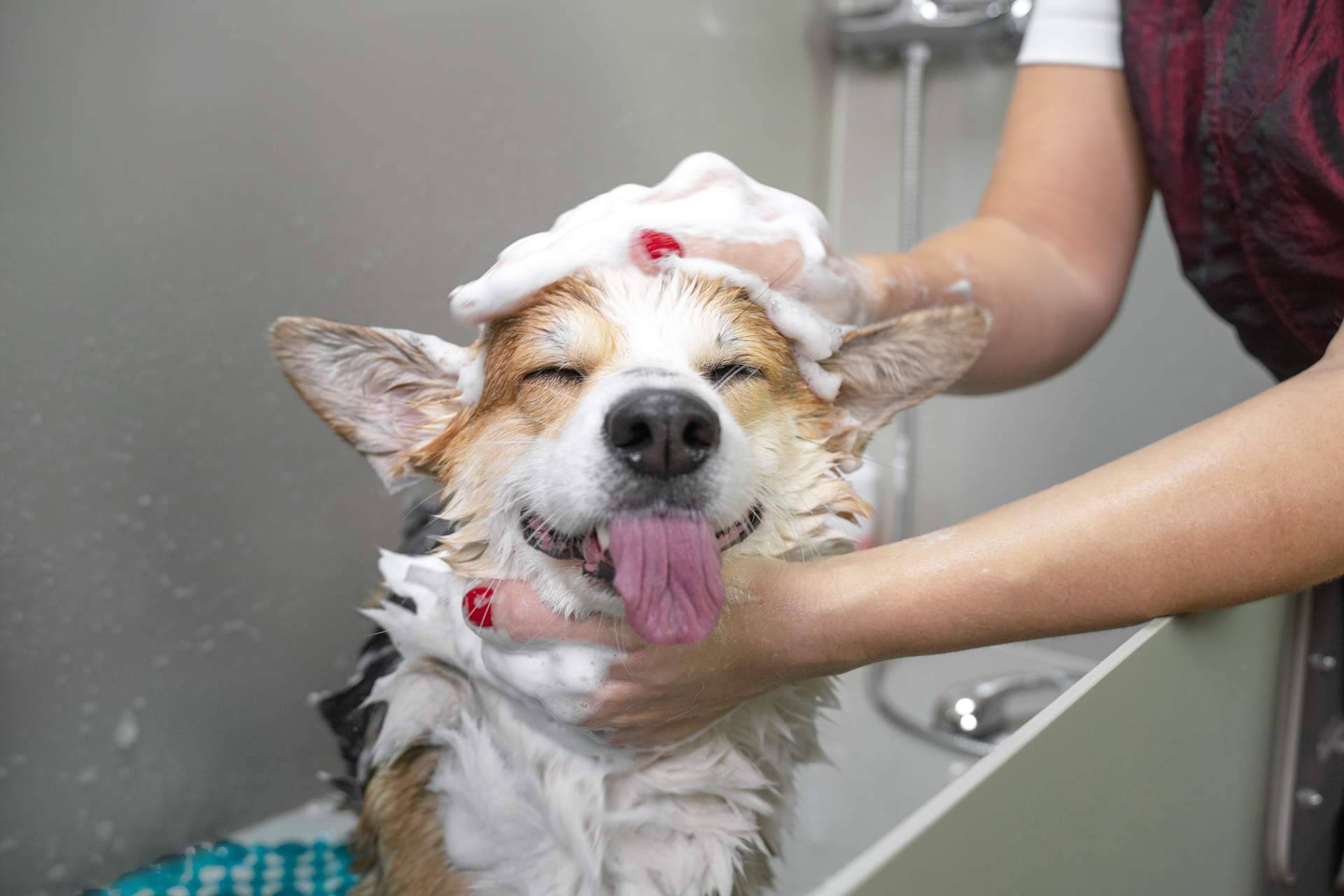 'PURE' Hypoalergénico, champú y acondicionador para perros
