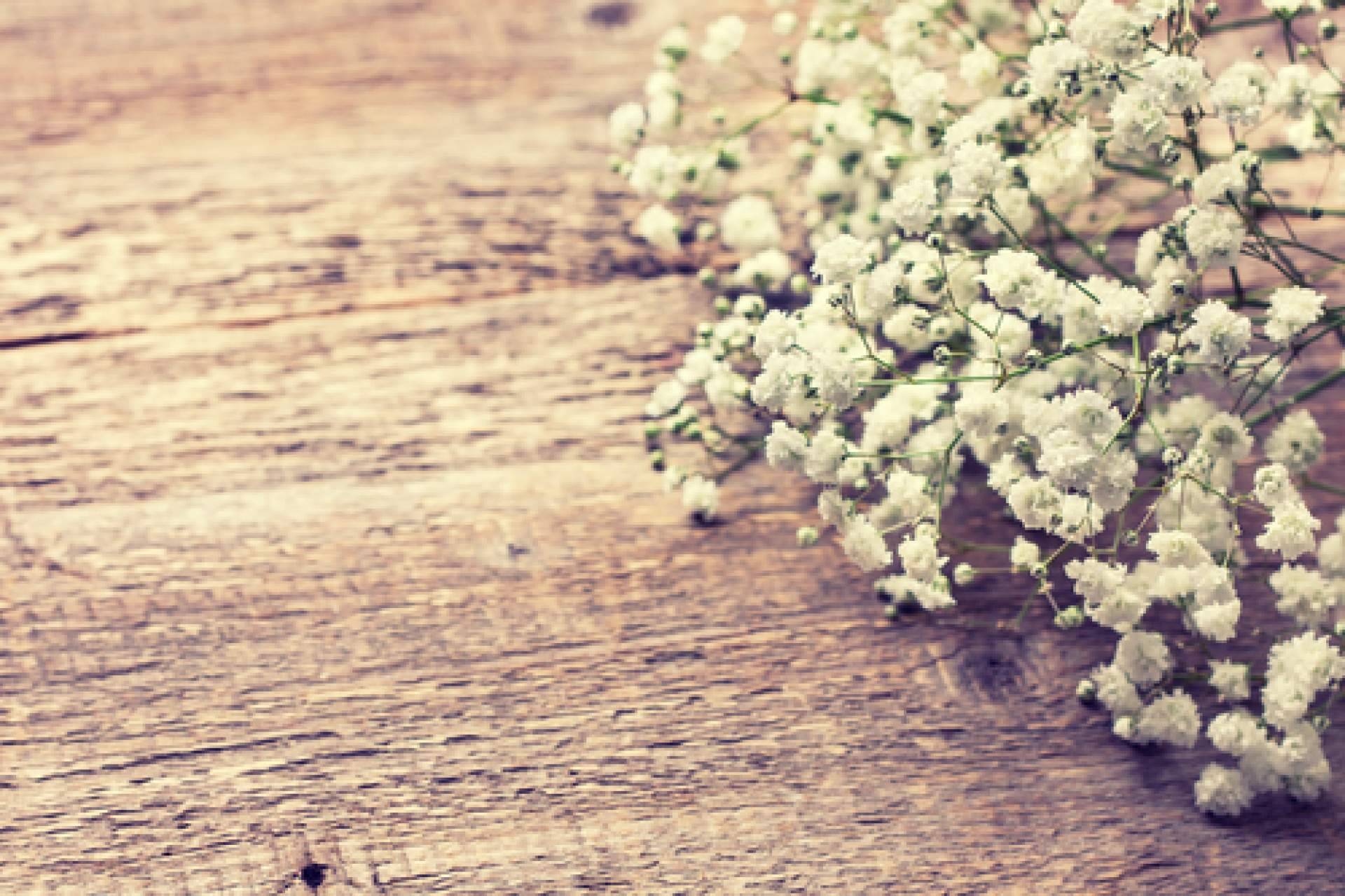 Rosistirem ofrece paniculata blanca y de colores, teñidas por los profesionales