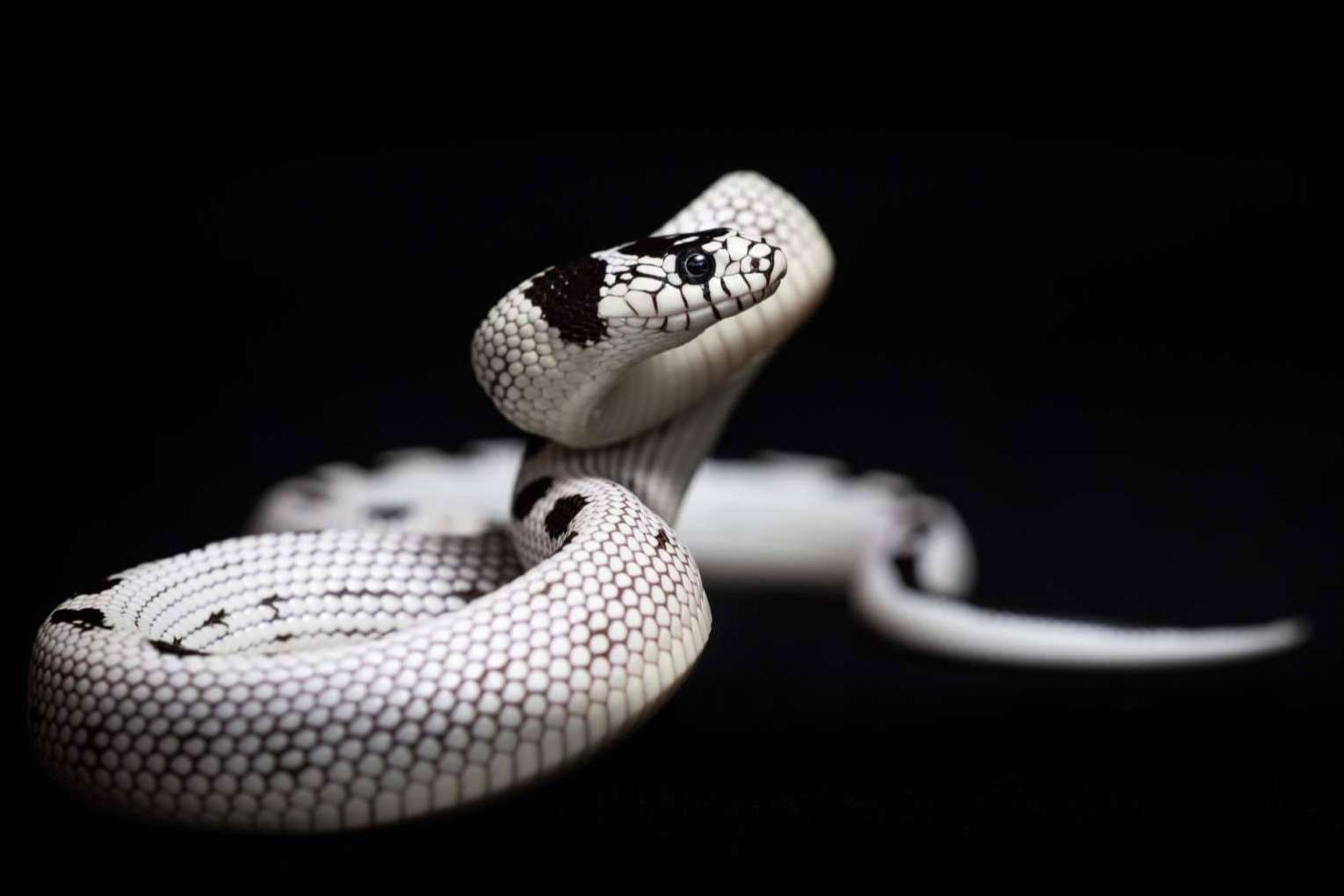 SnakeRoom, el centro de cría autorizado donde encontrar serpientes como mascota