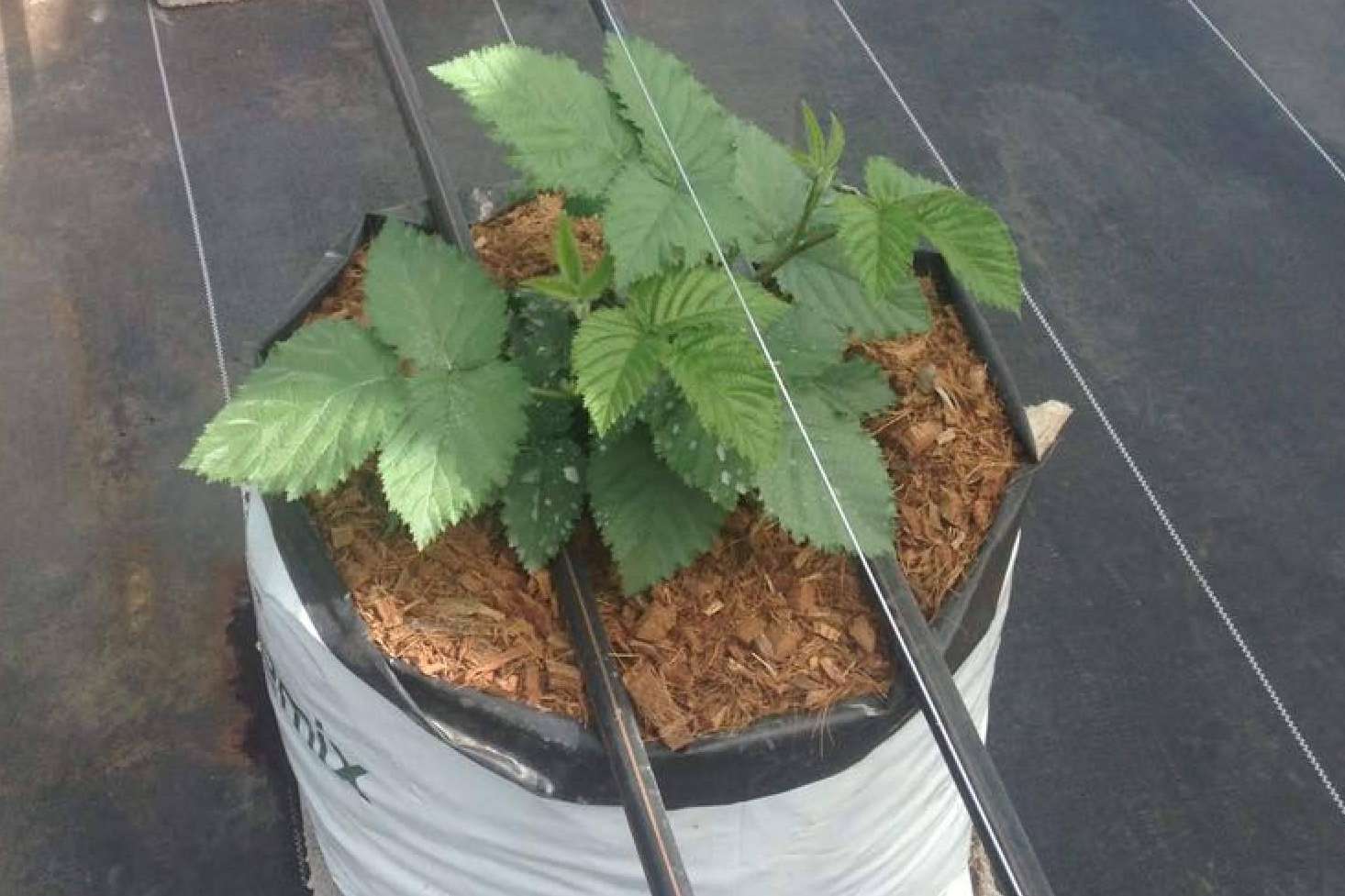 Pelemix explica las ventajas de los sustratos de cultivo para blueberrys