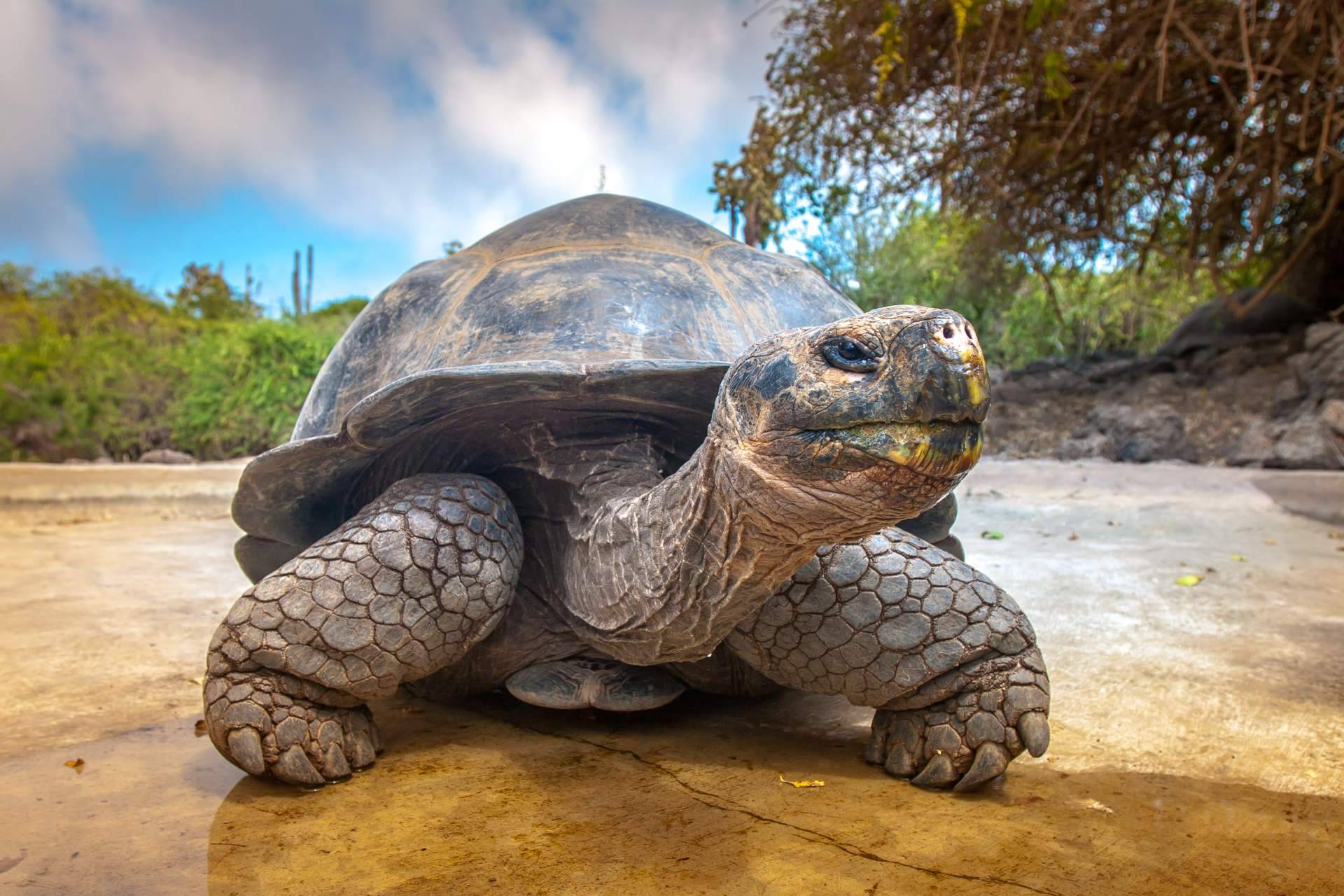 Noticias Ambientales permite mantenerse informado sobre las especies en peligro de extinción