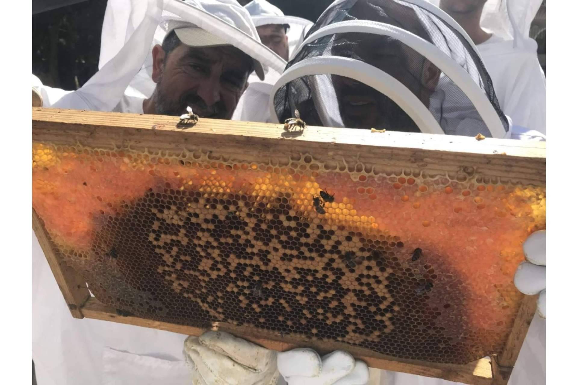 Cursos de Apicultura sobre el papel de las abejas para la seguridad alimentaria y la vida saludable