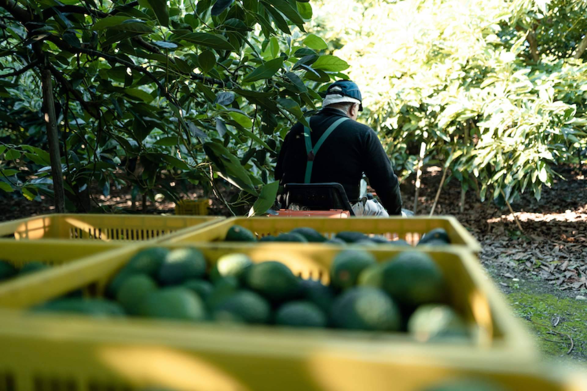¿Qué significa la agricultura extensiva?