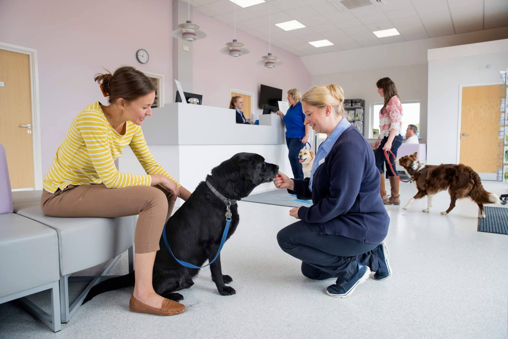 La vida de los animales abandonados está cambiando gracias a la plataforma gratuita para protectoras y asociaciones de animales