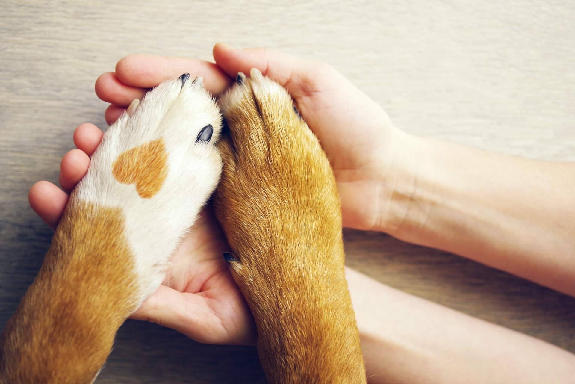 ClickGuau, la app de los vídeos virales de mascotas