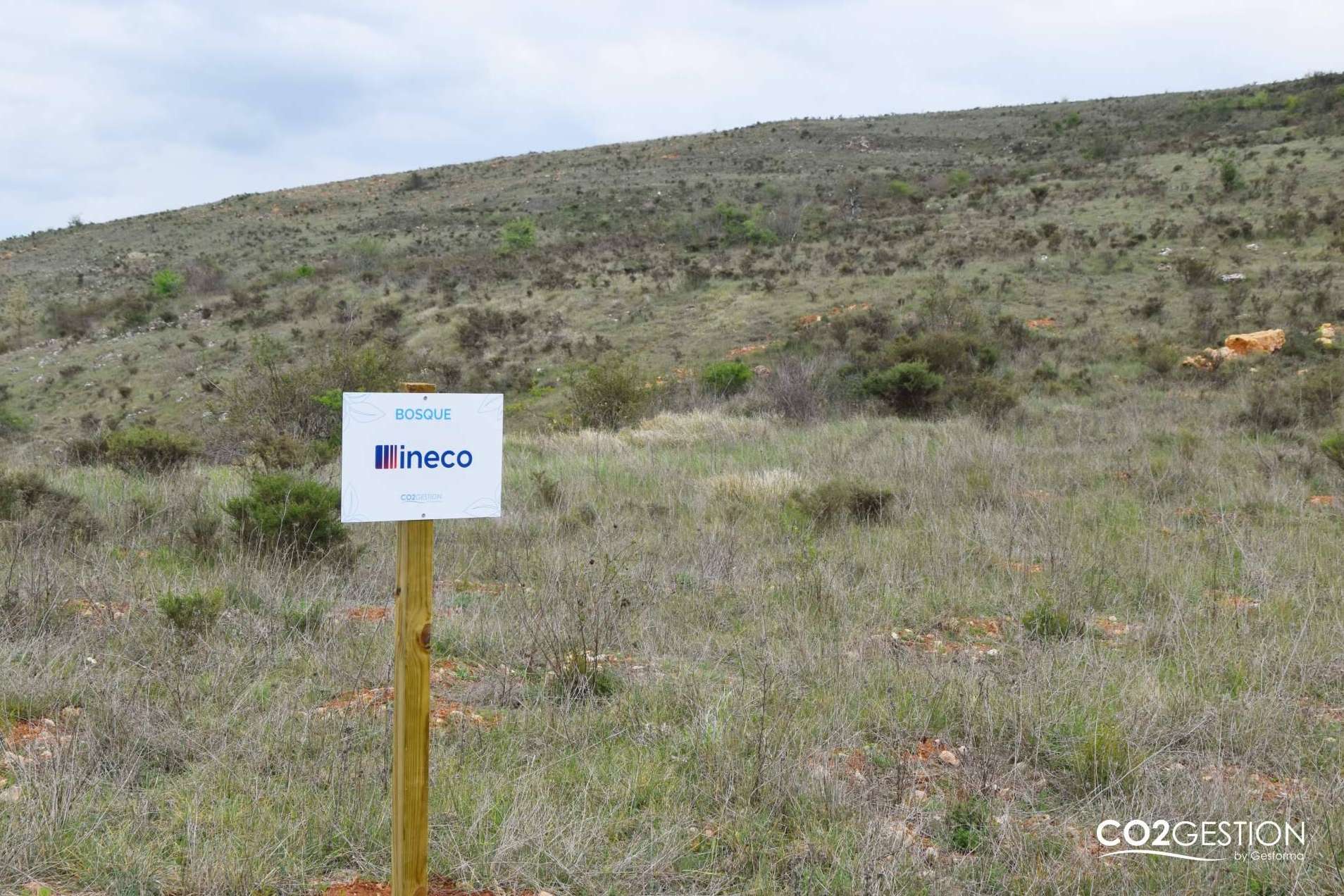 Gracias a una plantación forestal en Burgos, INECO compensa más de 200 toneladas de CO₂