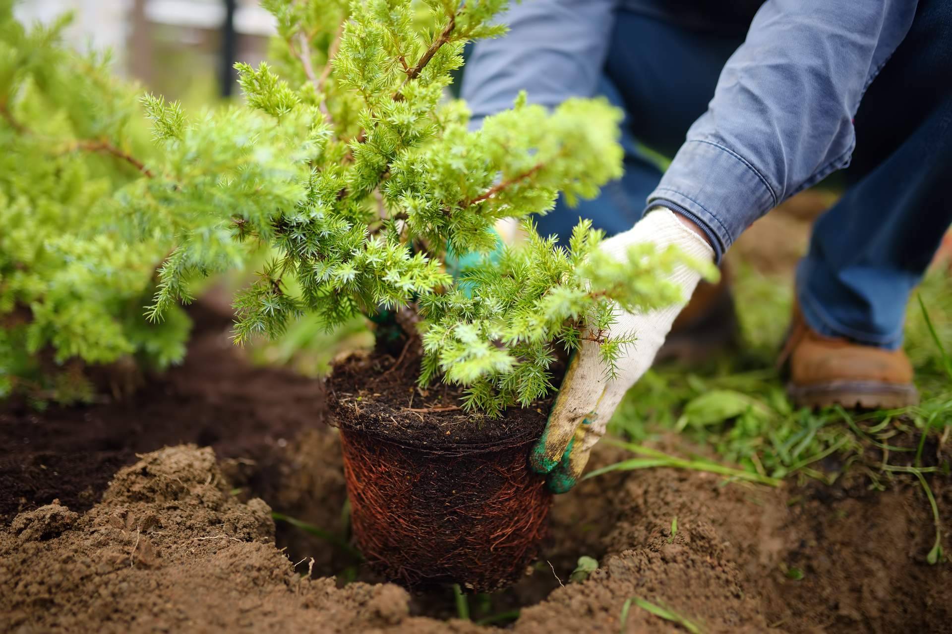 TiendaTu cuenta con una amplia variedad de productos de jardinería