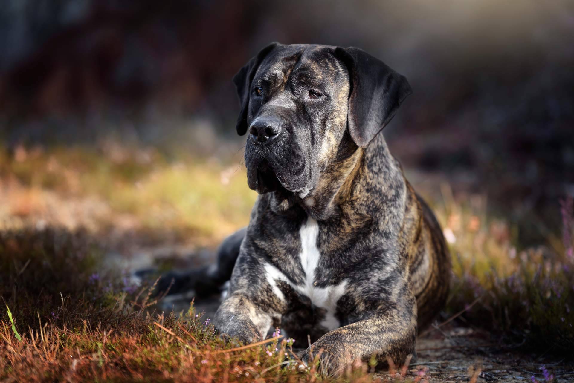 Hospedar a un peludo con un cuidador personal o en una residencia tradicional. ¿Cuál es la mejor opción para unas vacaciones felices para un perro o gato