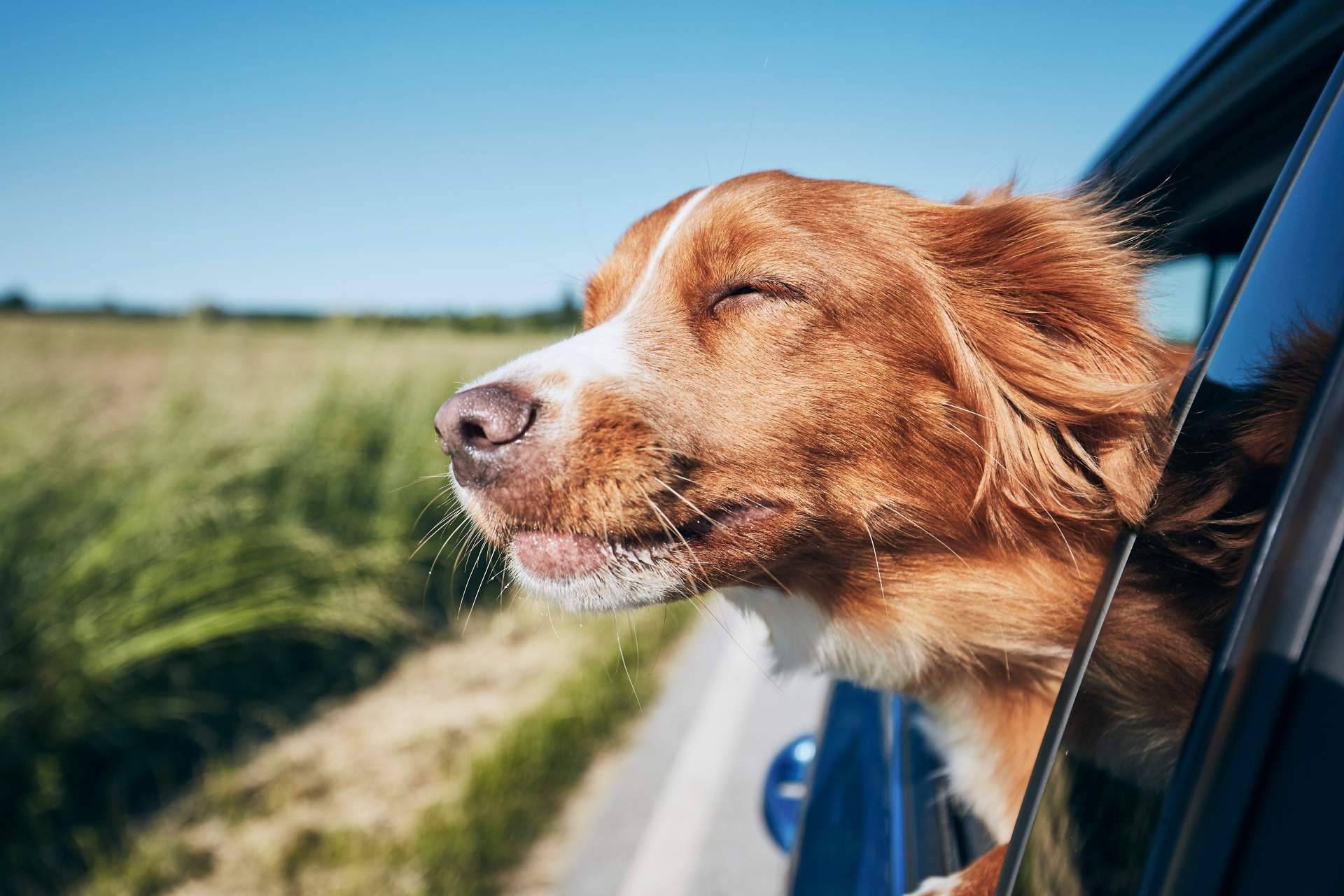 Cómo encontrar lugares para disfrutar con un perro con el buscador pet friendly de ADOPTA