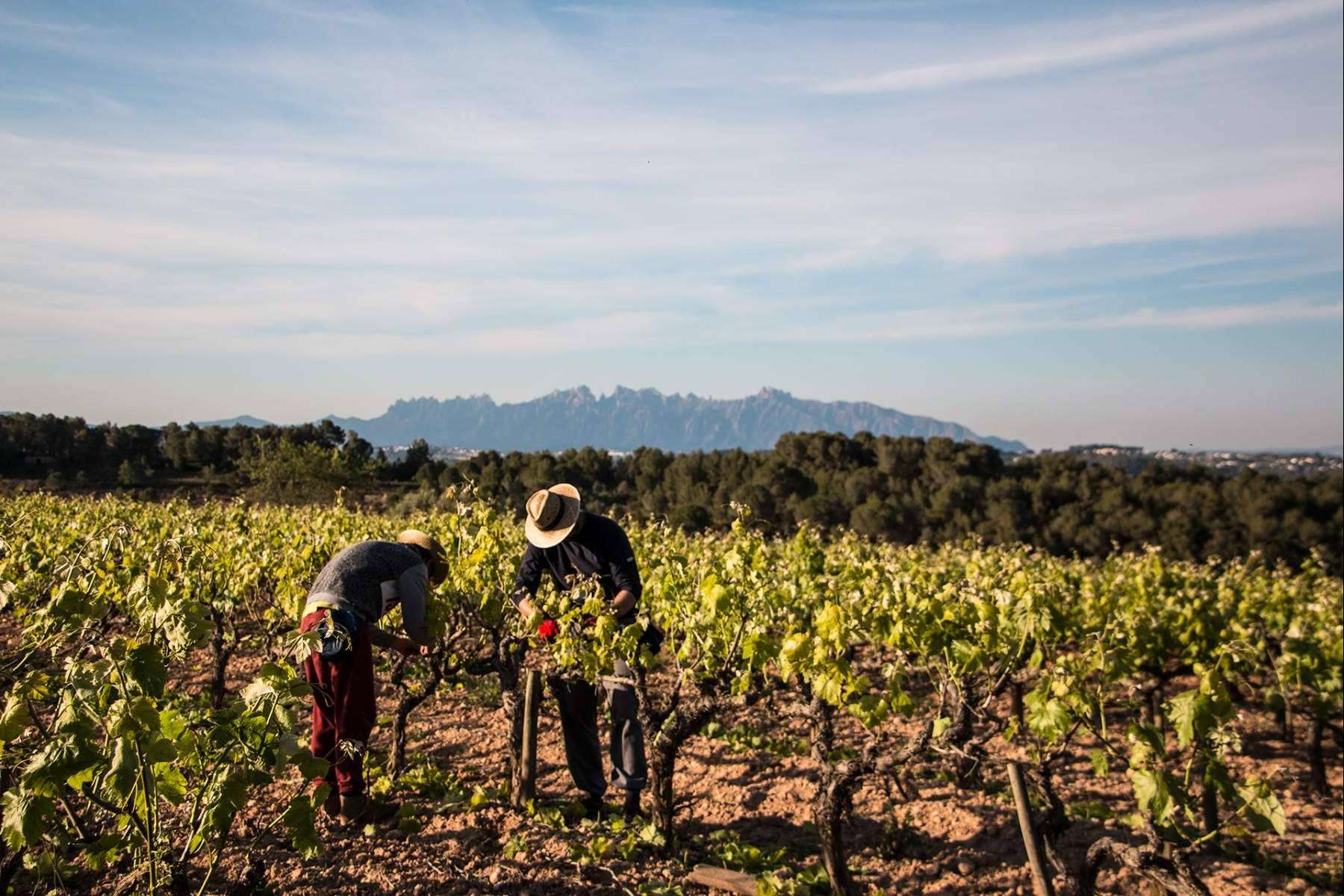 Una experiencia auténtica y libre de químicos; los vinos ecológicos de Naturalovers Wine