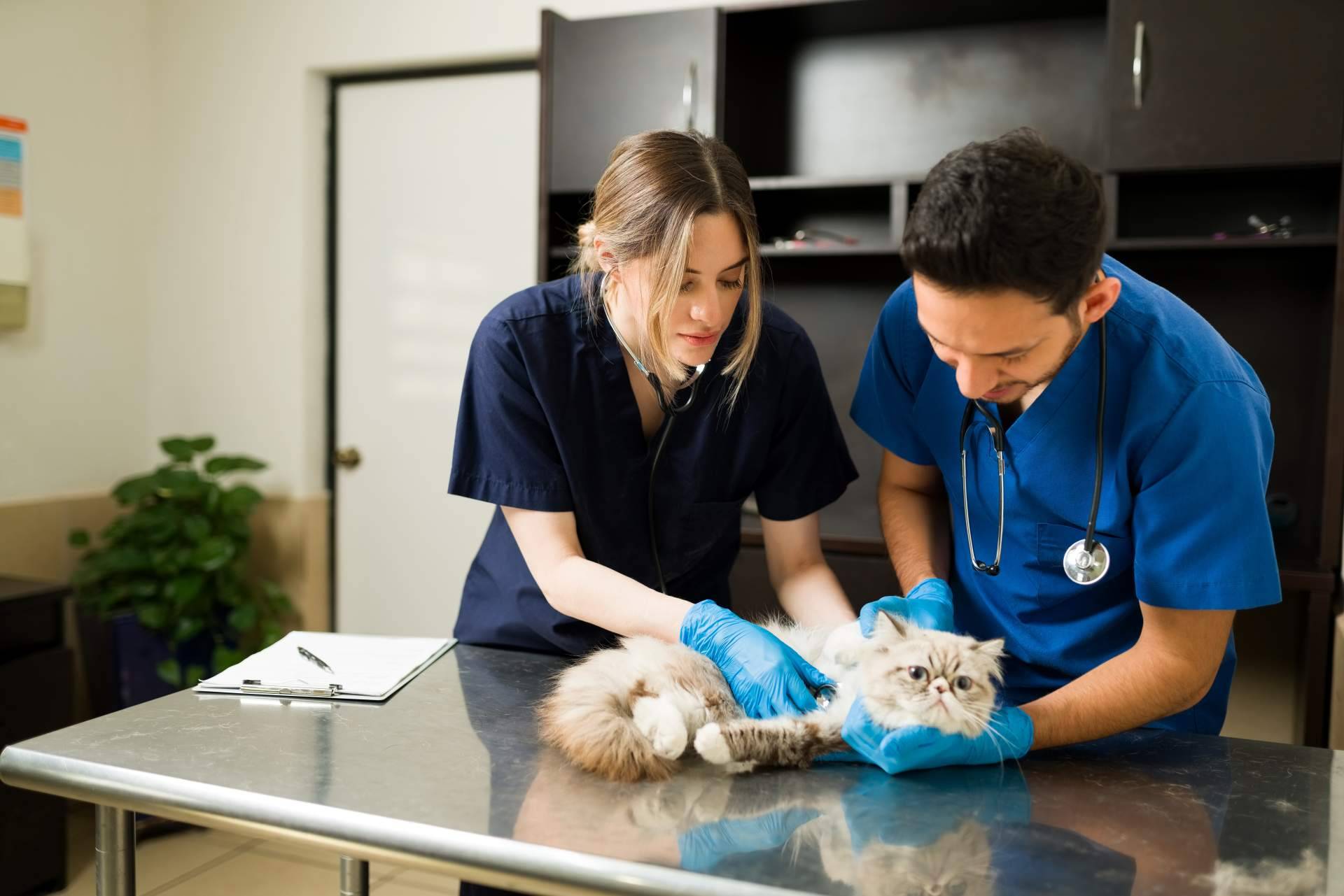 Cursos de auxiliar de veterinaria de la mano de VetFormación