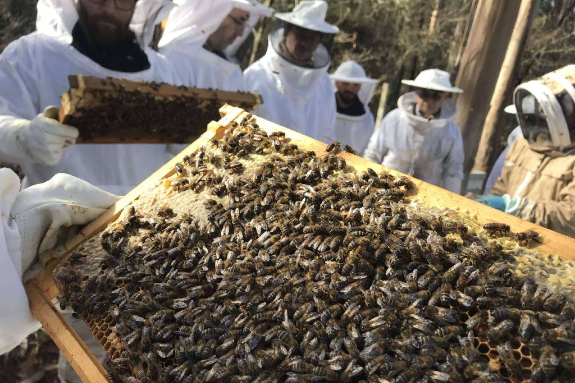 ¿En qué consiste la apiterapia con apitoxina?, por Cursos Apicultura