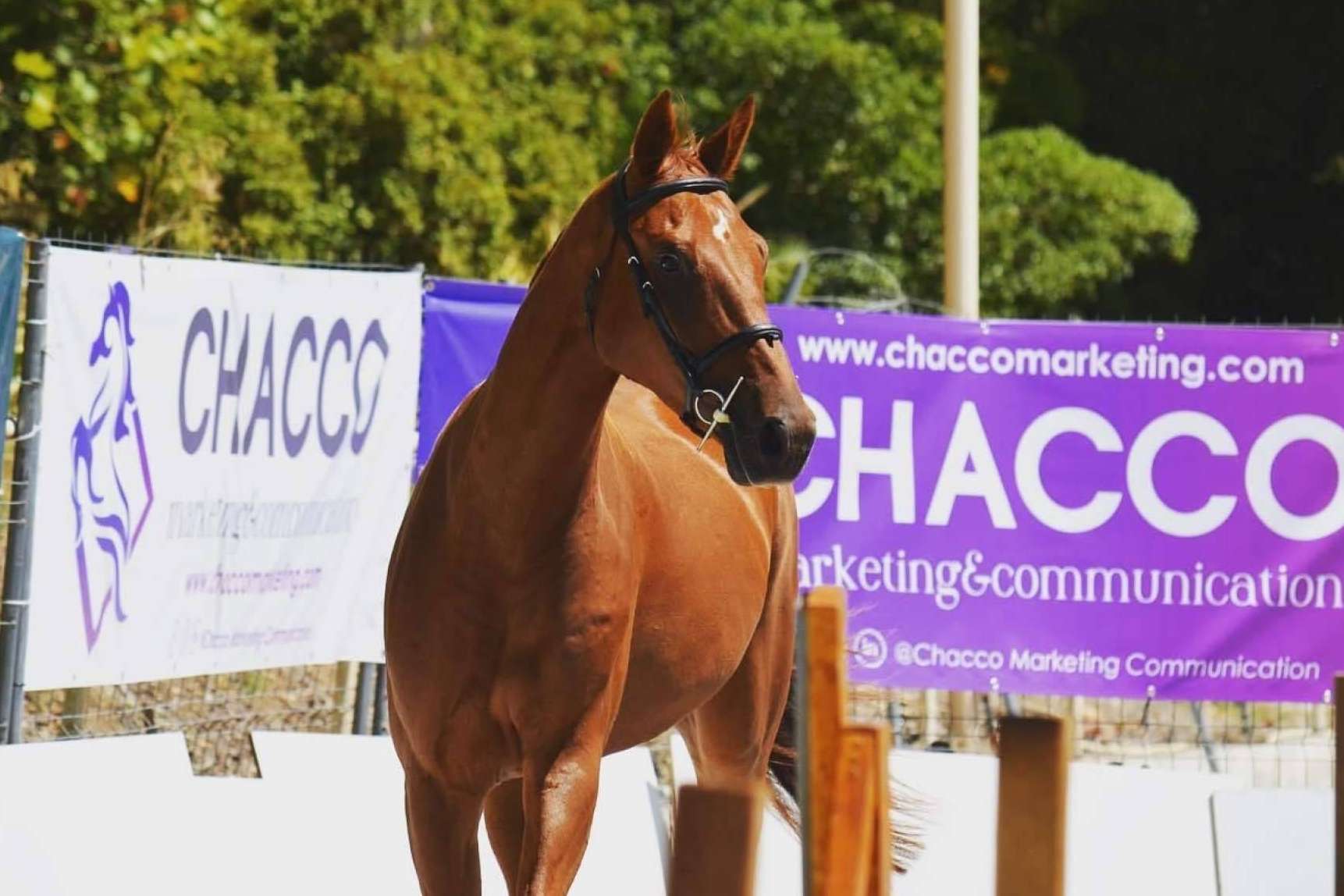 Las relaciones públicas son clave en el sector ecuestre, según Chacco Marketing