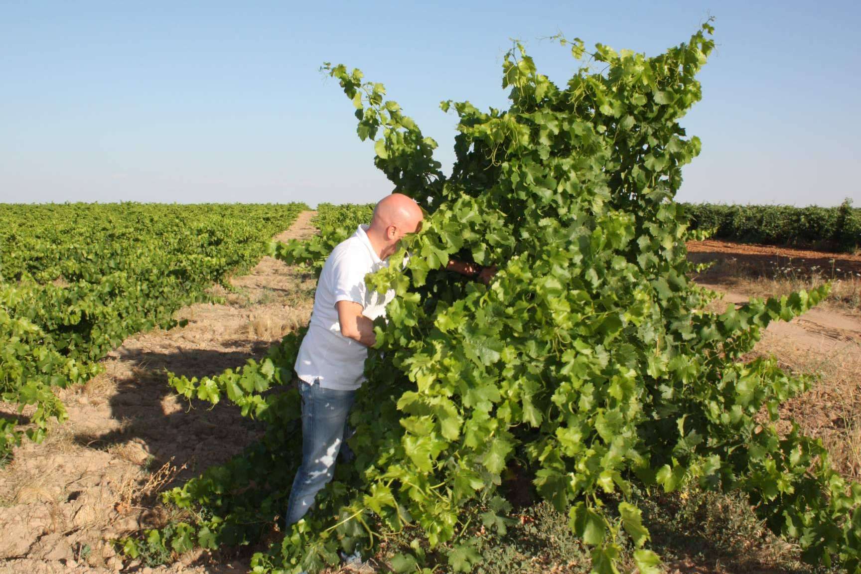 Vinos poco reconocidos en la DO Toro; las variedades de Malvasía y Garnacha