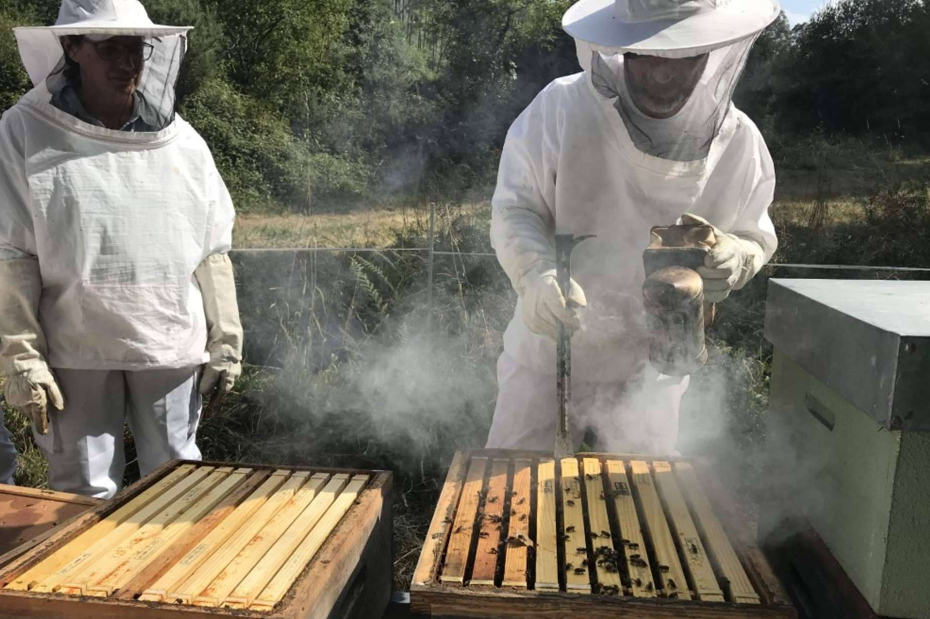 Las diferentes formaciones de Cursos Apicultura que ofrece para adentrarse en el mundo de las abejas