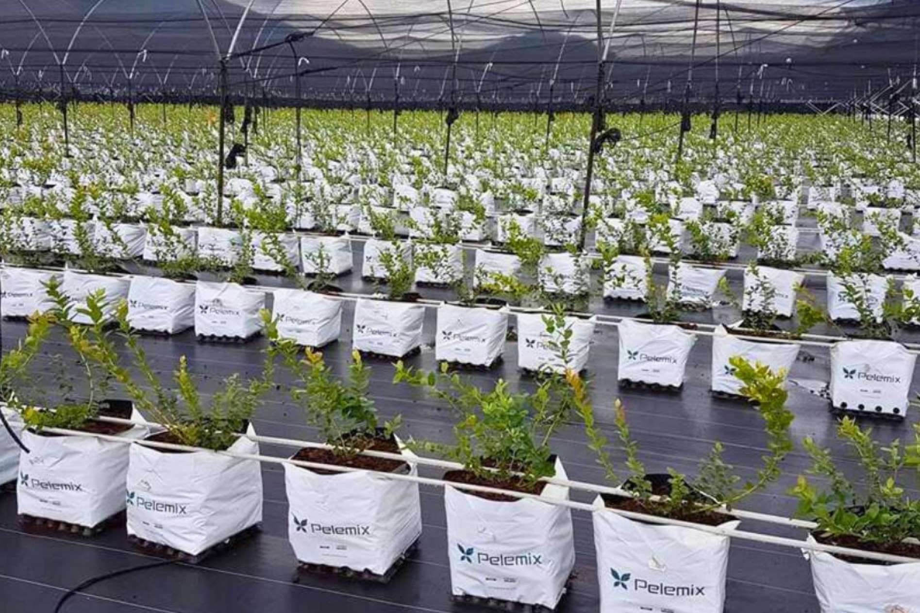 ¿Cuáles son los 5 criterios más importantes para planificar un invernadero con bolsas de cultivo?