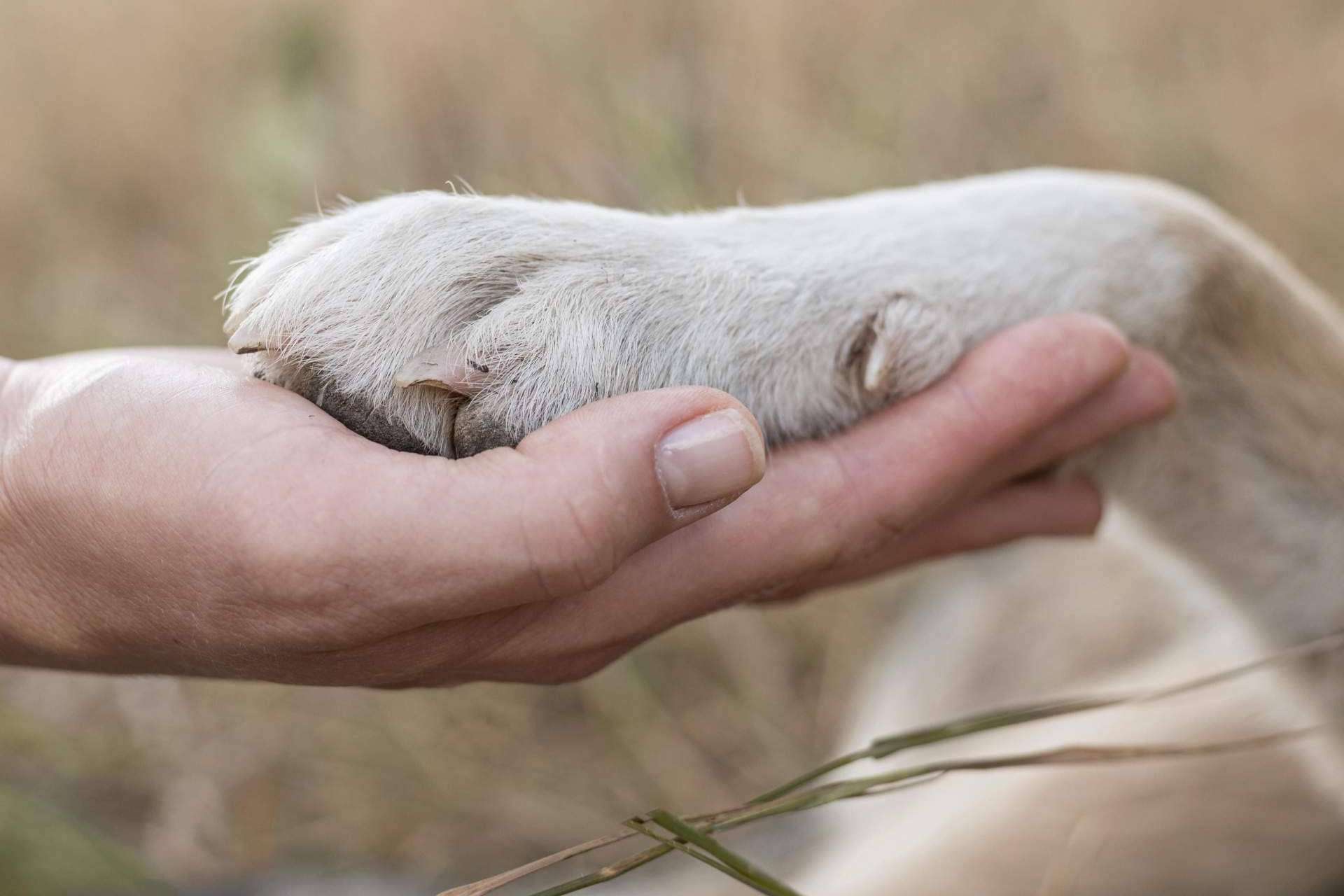 ¿Qué hay que saber sobre la nueva Ley de Bienestar Animal?