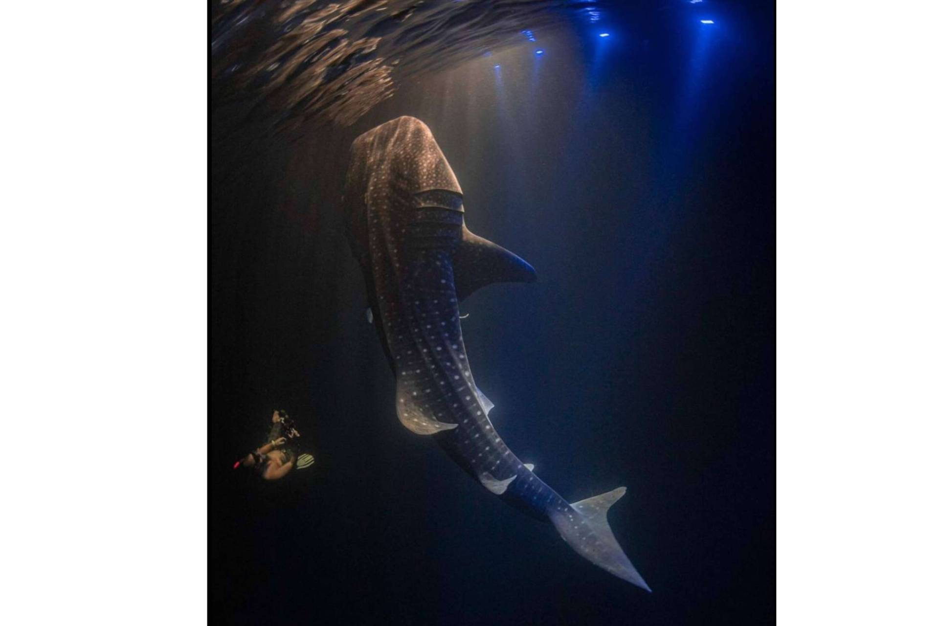Descubrir los océanos del mundo en una experiencia exclusiva organizada por SevenBlue