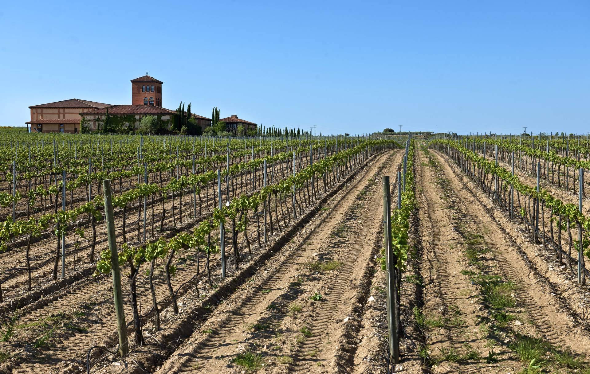 Hacienda Zorita, el vino de lujo de los Arribes del Duero, llega a Salamanca en exclusiva con Comercial de Vinos Acera