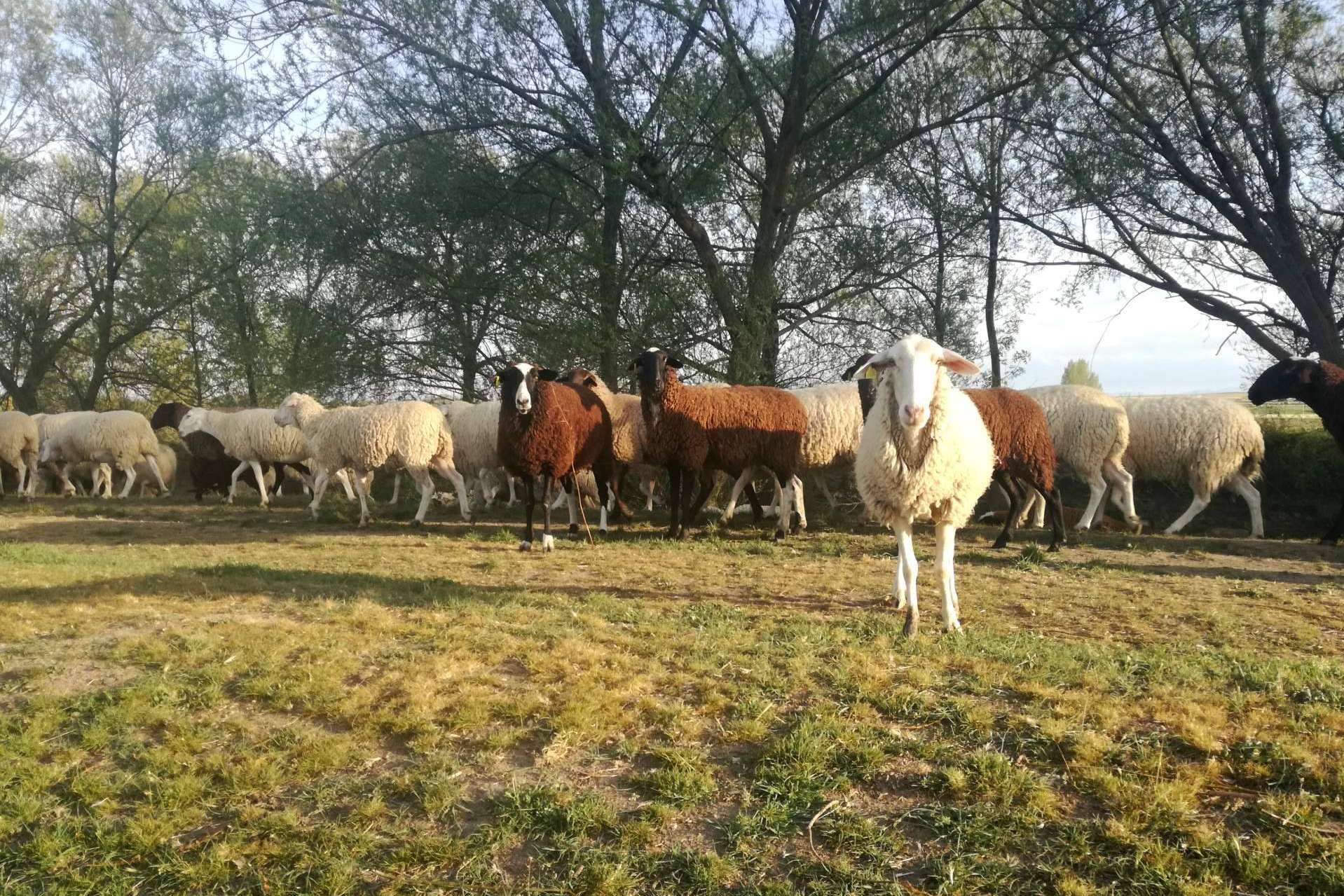 Invertir en ganadería ovina de la mano de Ganadería Aguirre