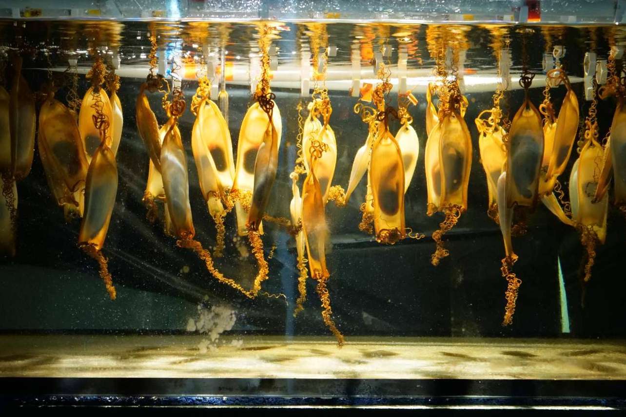 Palma Aquarium en Mallorca y su compromiso medioambiental y educativo
