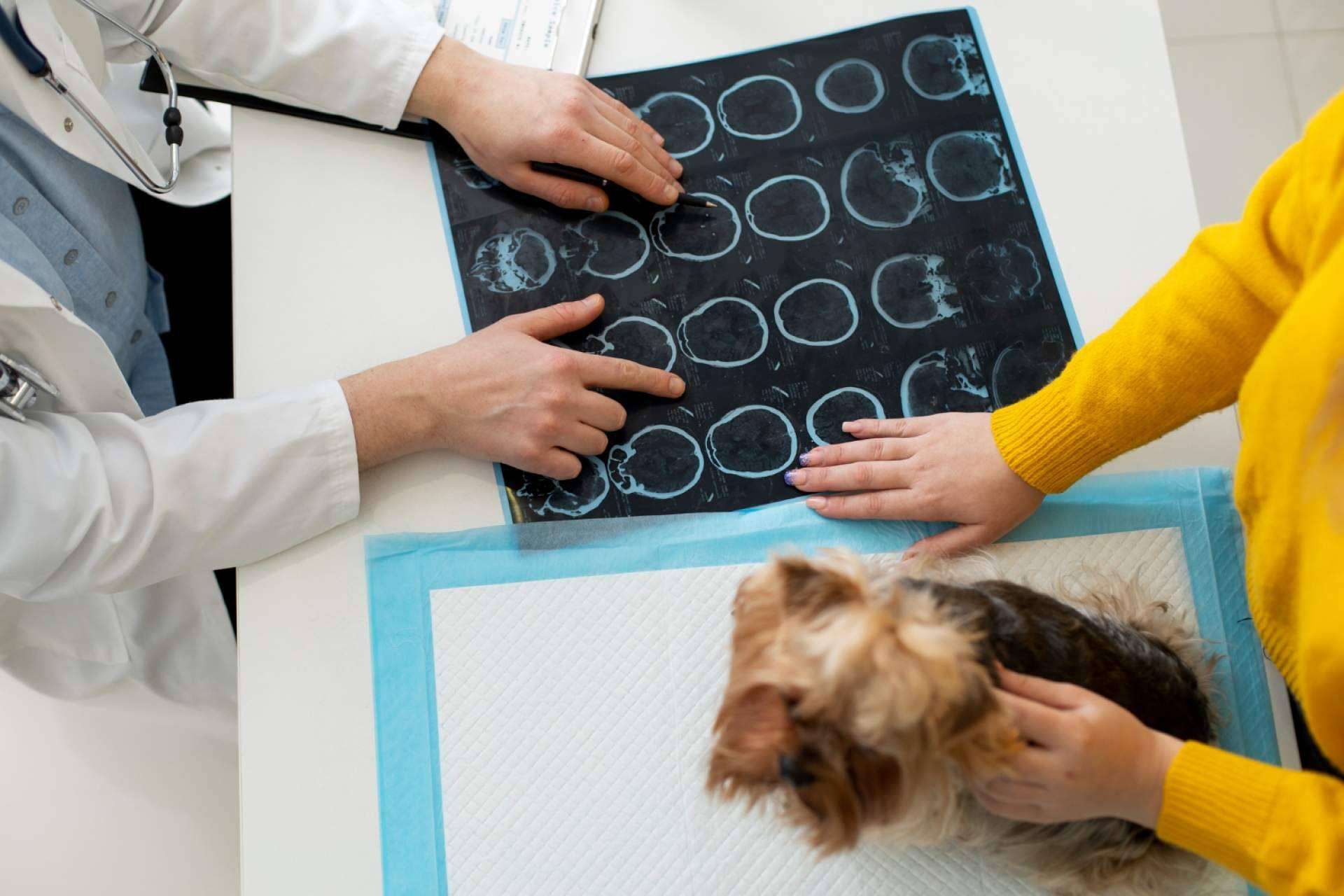 Clínica Veterinaria Olivares es una clínica veterinaria de confianza en Granada