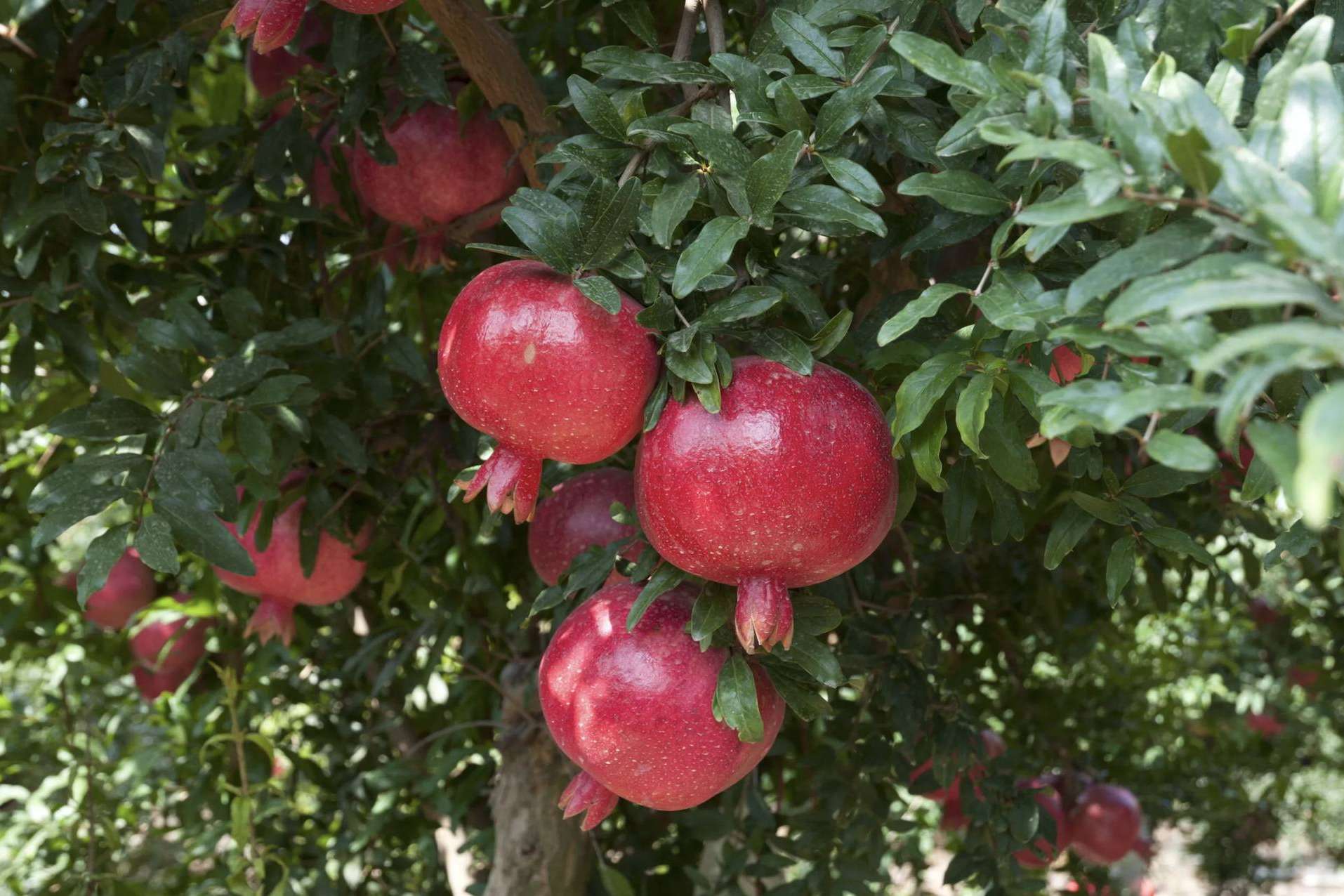 Granadas ecológicas y biodinámicas online, con Granalma