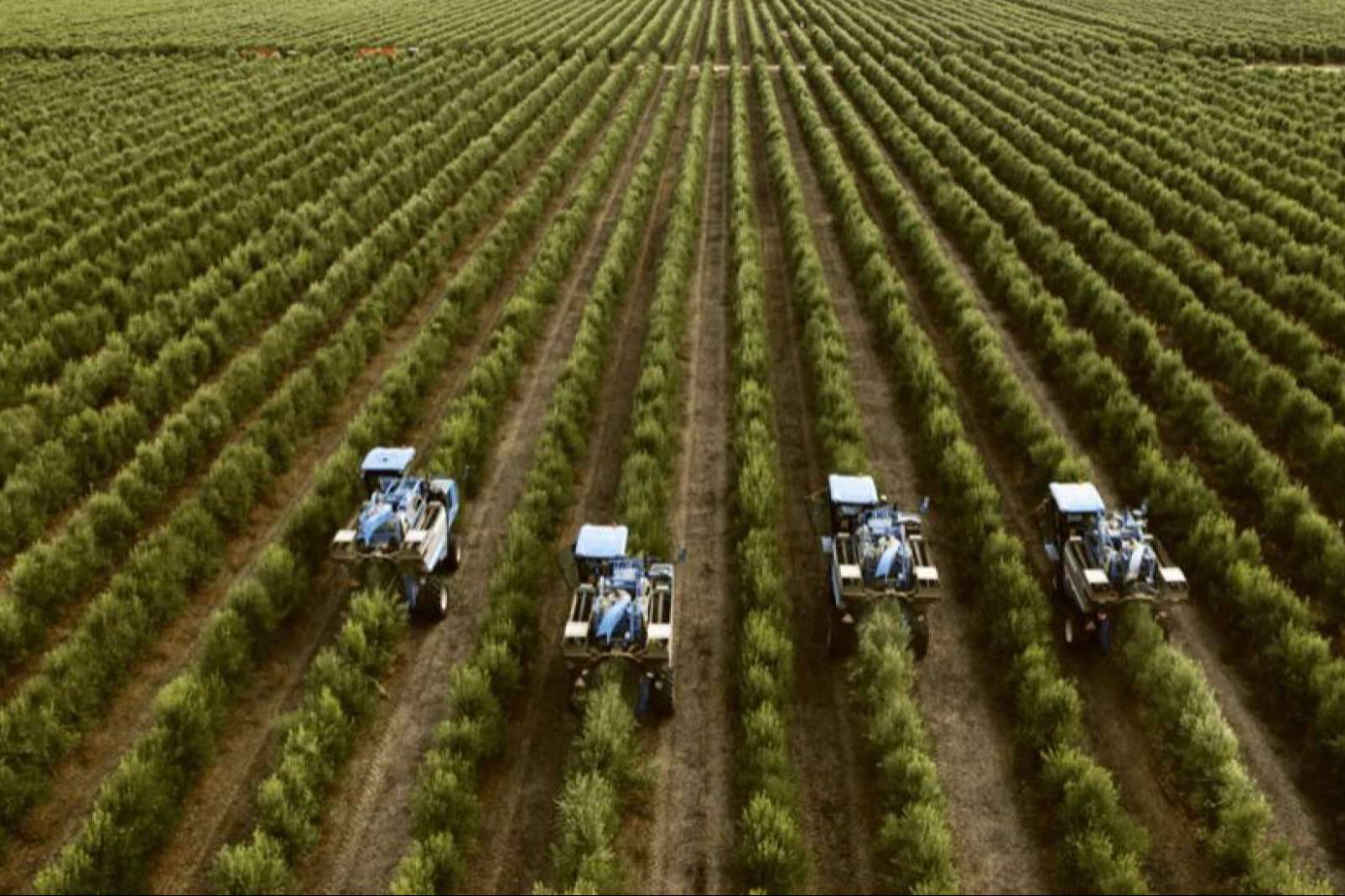 Excelencia en la venta de olivos. Un olivar próspero con Comex Bodión