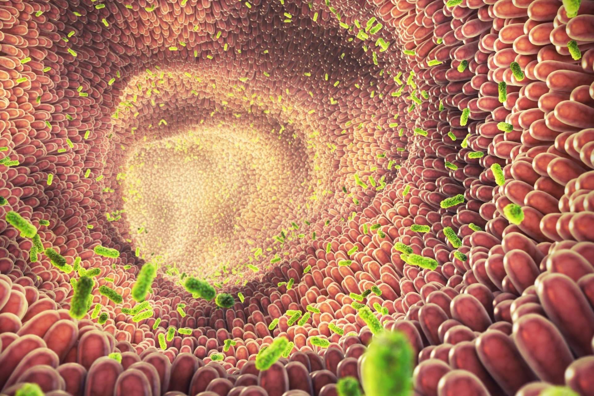 Cuidar la flora intestinal de la mano de los probióticos de Bibefy