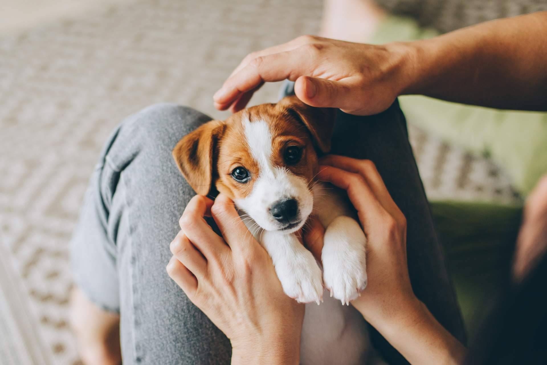 Variedad de comida para perros para una dieta sana y equilibrada con Era Pet Food