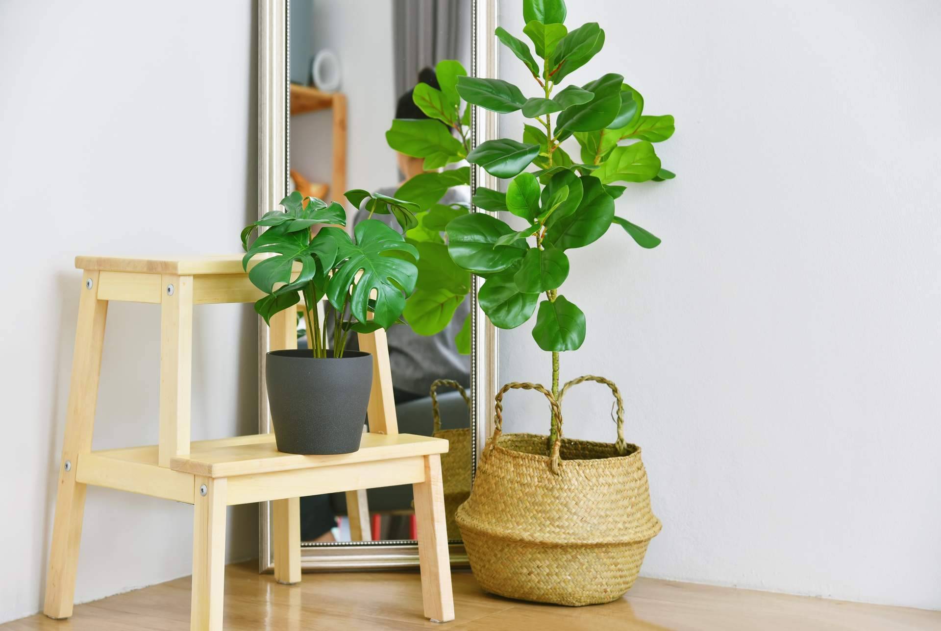 La oportunidad perfecta para comprar plantas artificiales en JardinVertical.es es el Black Friday