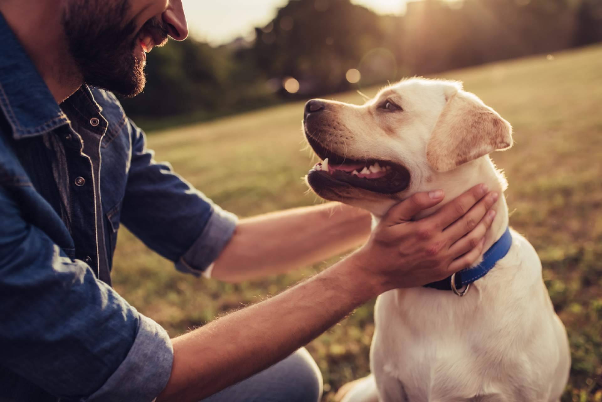 ¿Cuáles son los beneficios de los snacks para la salud dental y el valor nutricional de las mascotas?