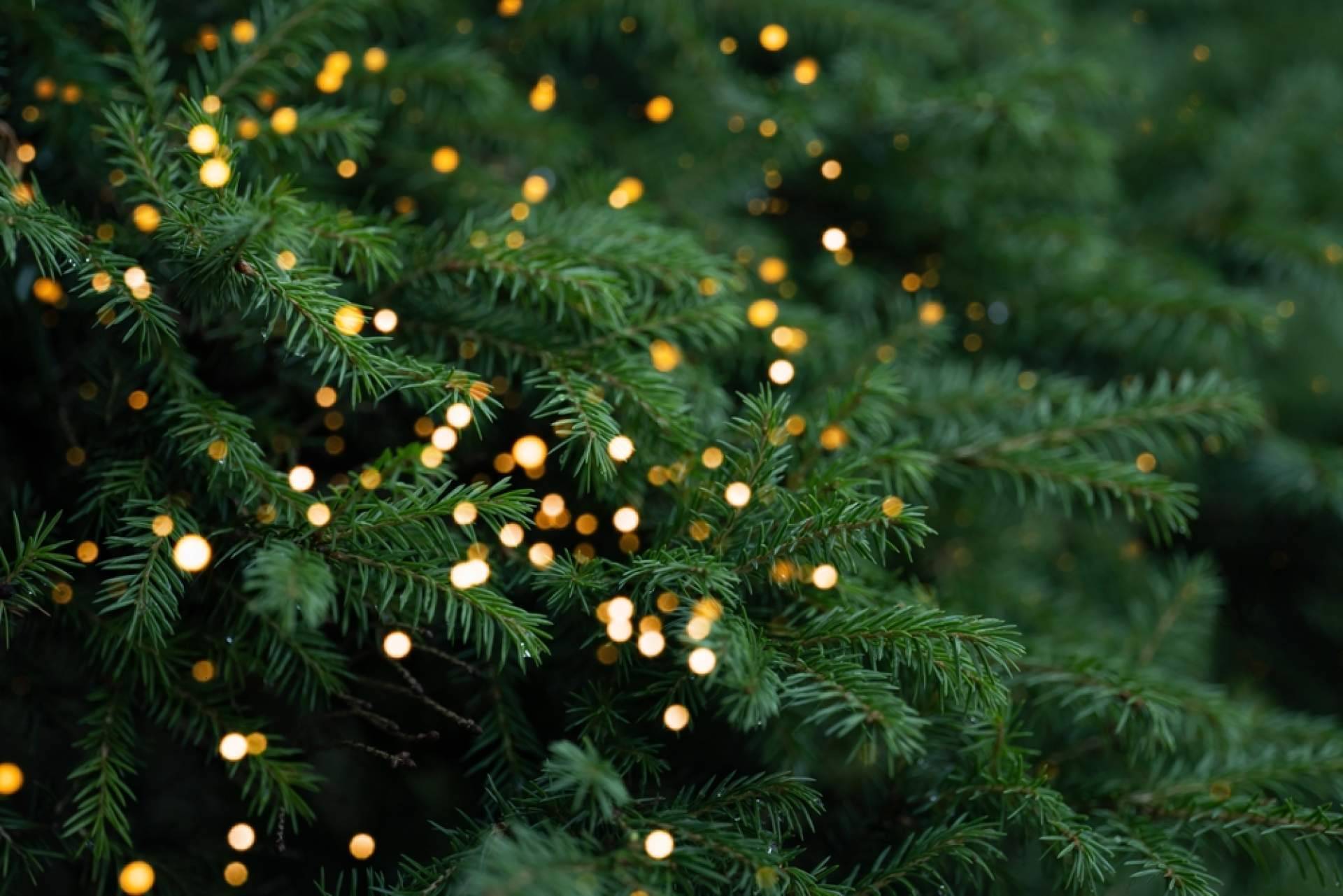 Adquirir árboles de Navidad sostenibles de la mano de Navet