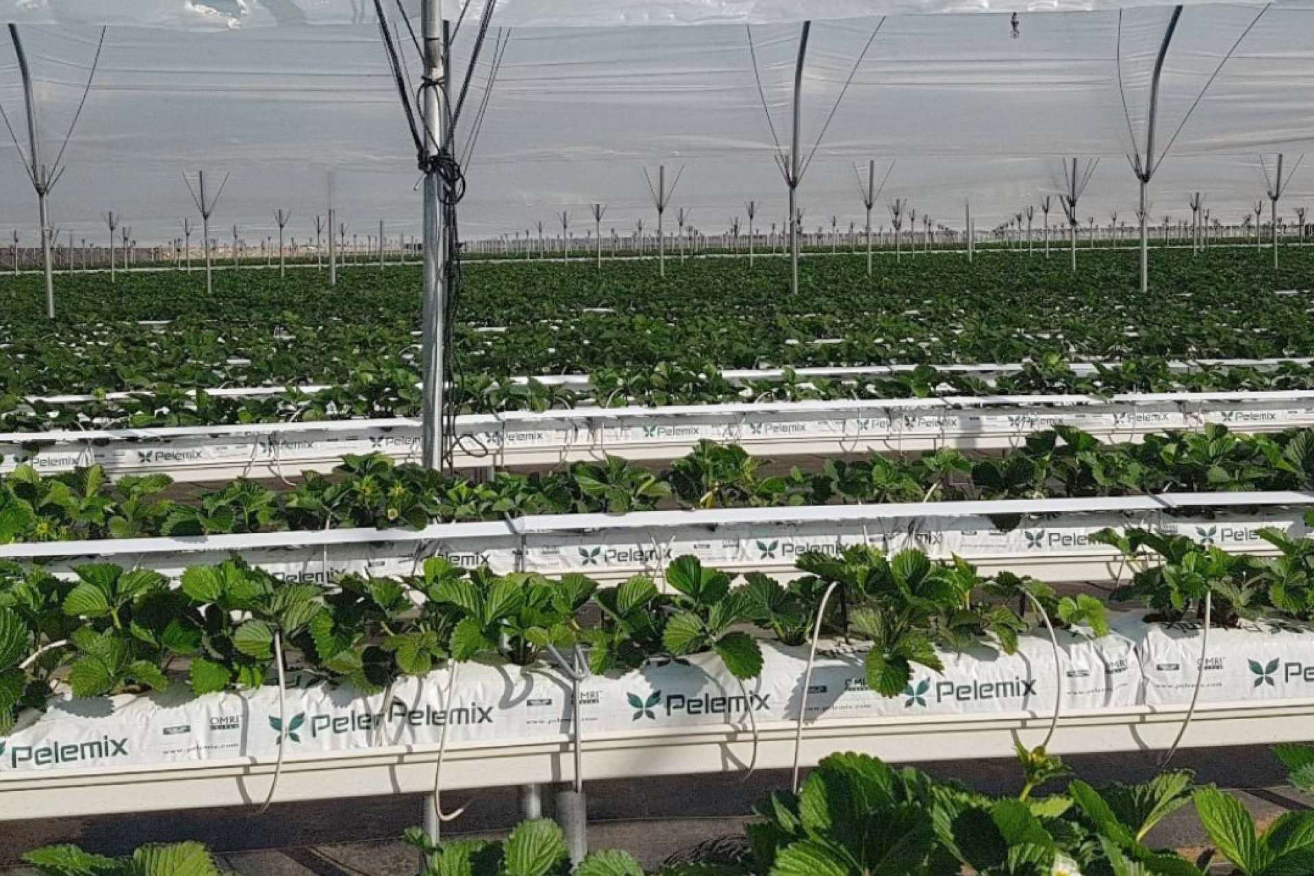 Recomendaciones esenciales para el cultivo de hortalizas con bolsas de cultivo, según Pelemix