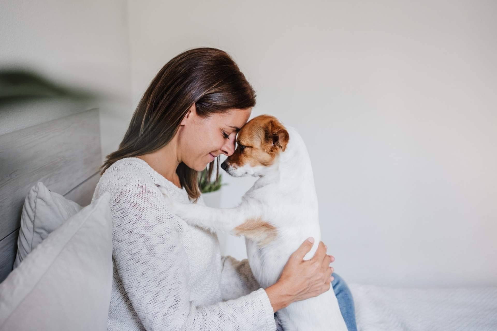 ¿Cuáles son las claves para garantizar una Navidad feliz a los peludos?, de la mano de El Perro Feliz