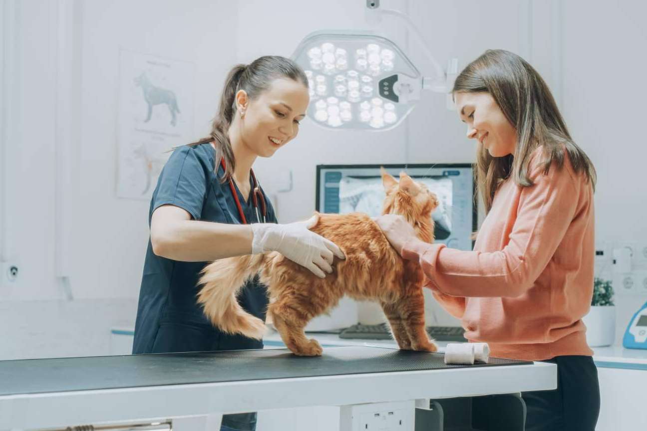 Las formaciones profesionales de auxiliar técnico veterinaria de Vetformación