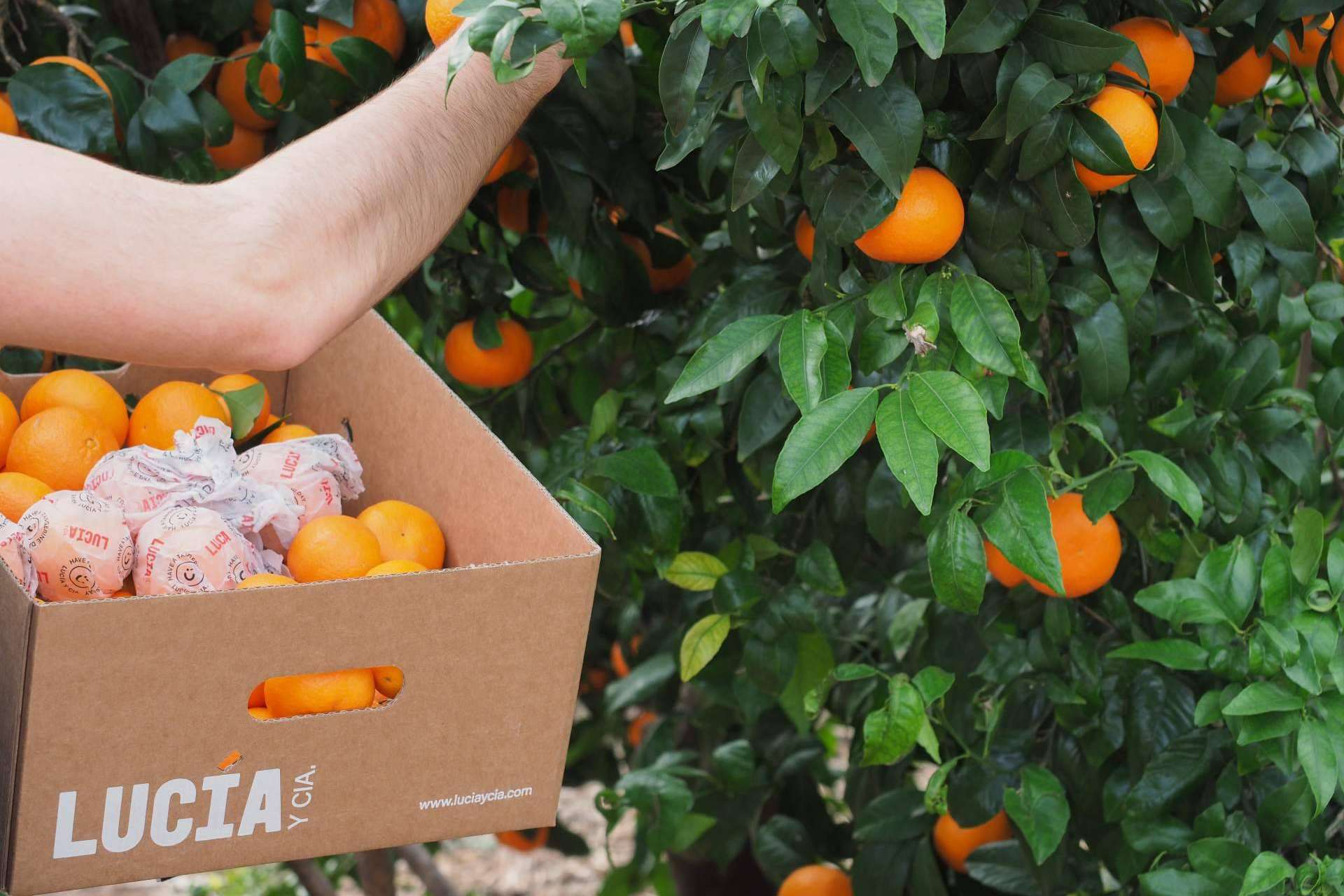 Un proyecto que redefine la forma de experimentar las mandarinas, Lucía y Cía.
