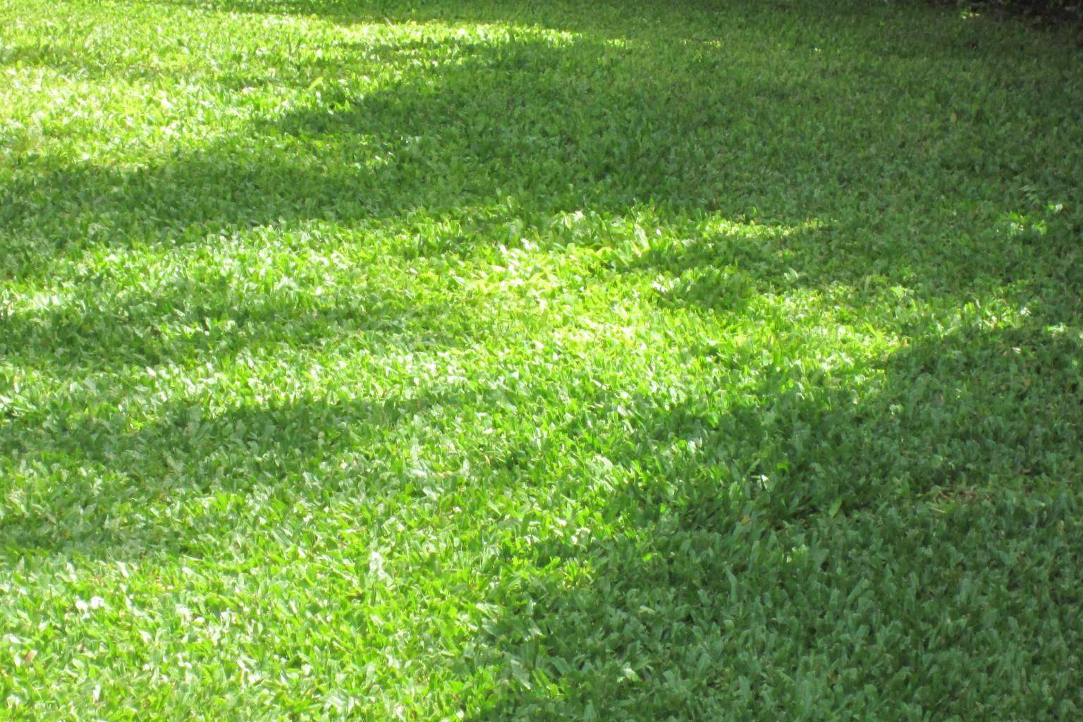 Gramigreen, profesionales en la producción de césped, gramón para jardines