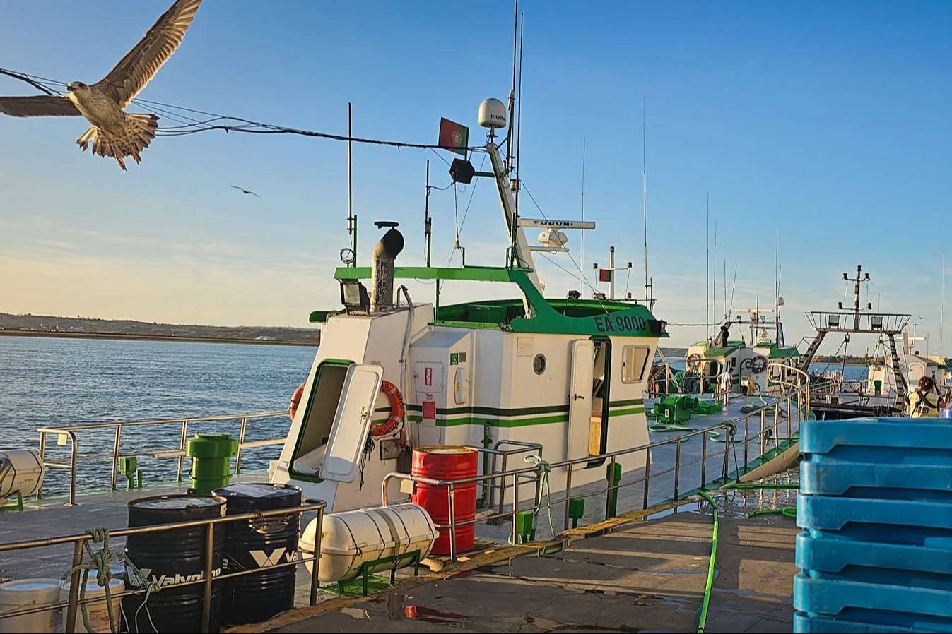 Lonja de Ayamonte vende pescado y marisco fresco en España