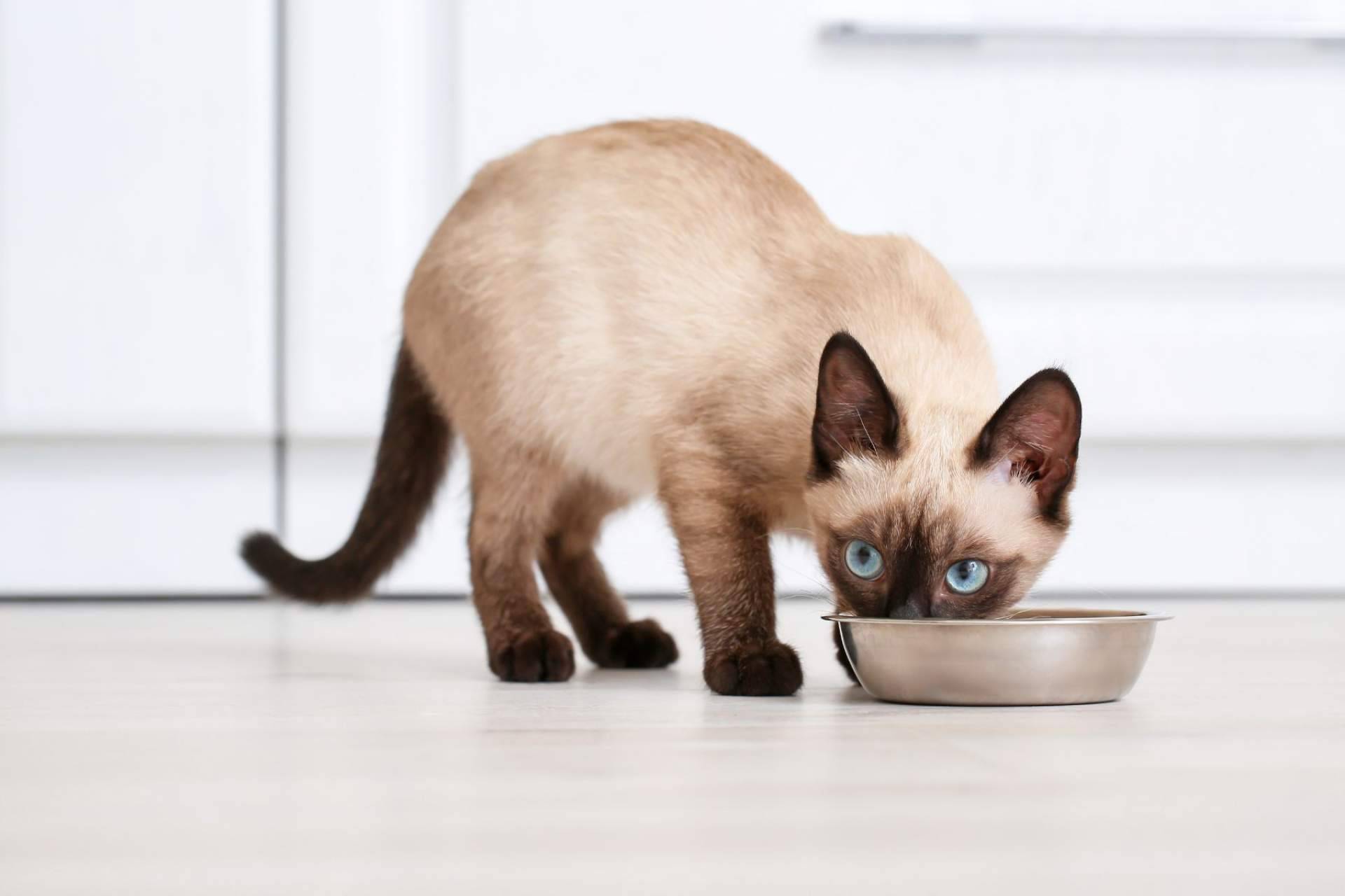 Conocer los beneficios de la receta hipoalergénica de NaturWild Stream Recipe para gatos, formulada para carnívoros estrictos