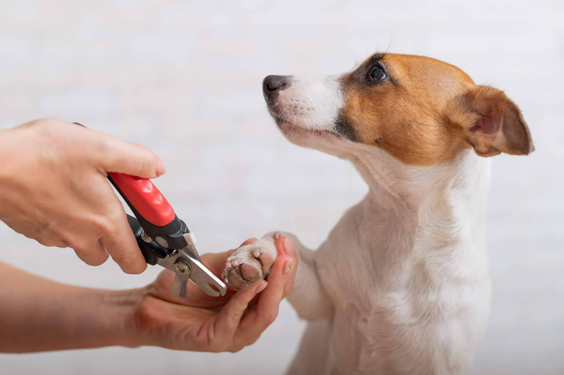 Servicios de peluquería canina y felina en Leganés, con Narval Mascotas