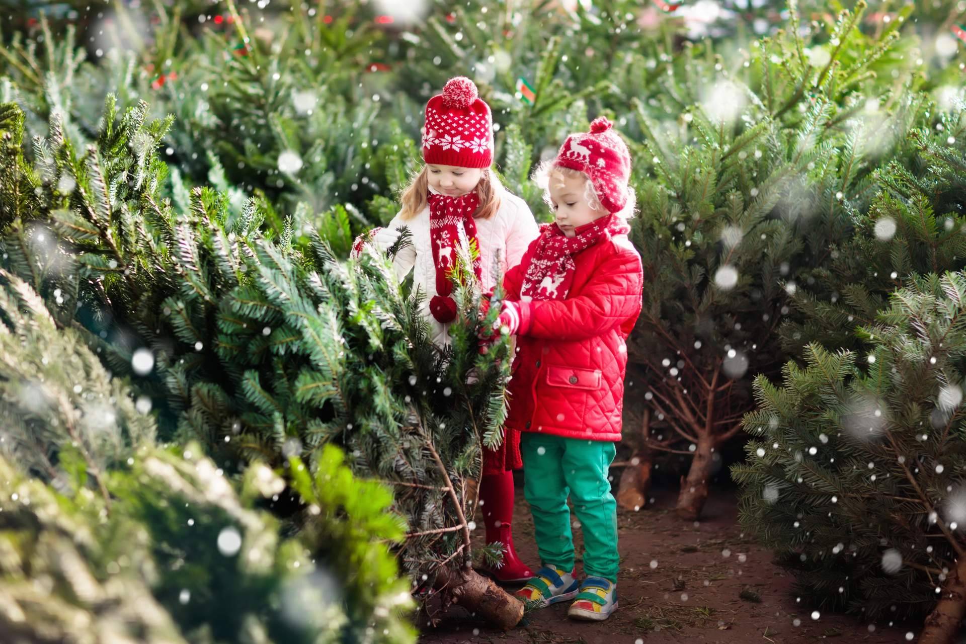 Una experiencia única con la compra de un verdadero árbol de Navidad de la mano de Navet