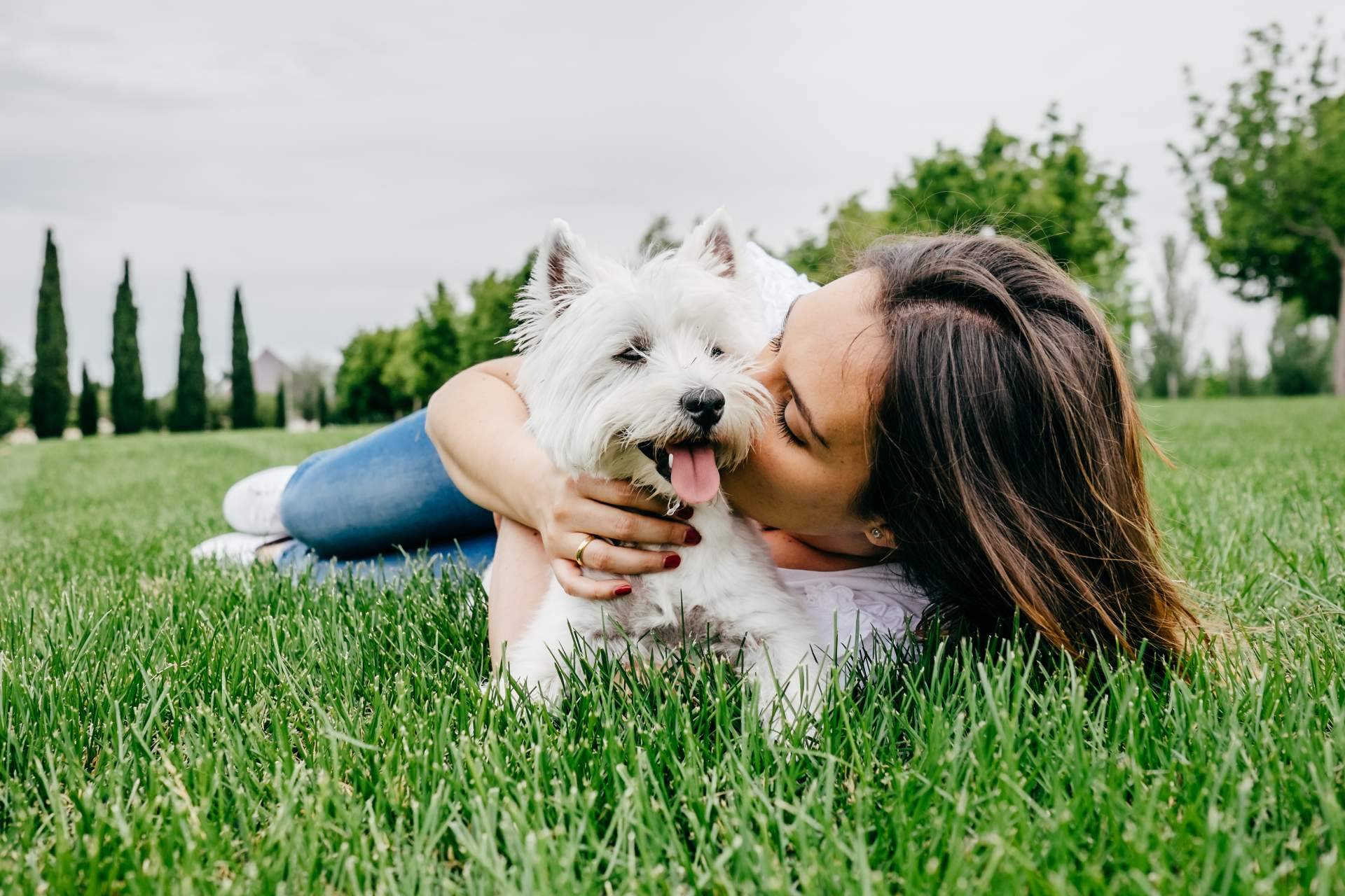 Descubrir las increíbles becas de El Perro Feliz y emprender el camino a la felicidad